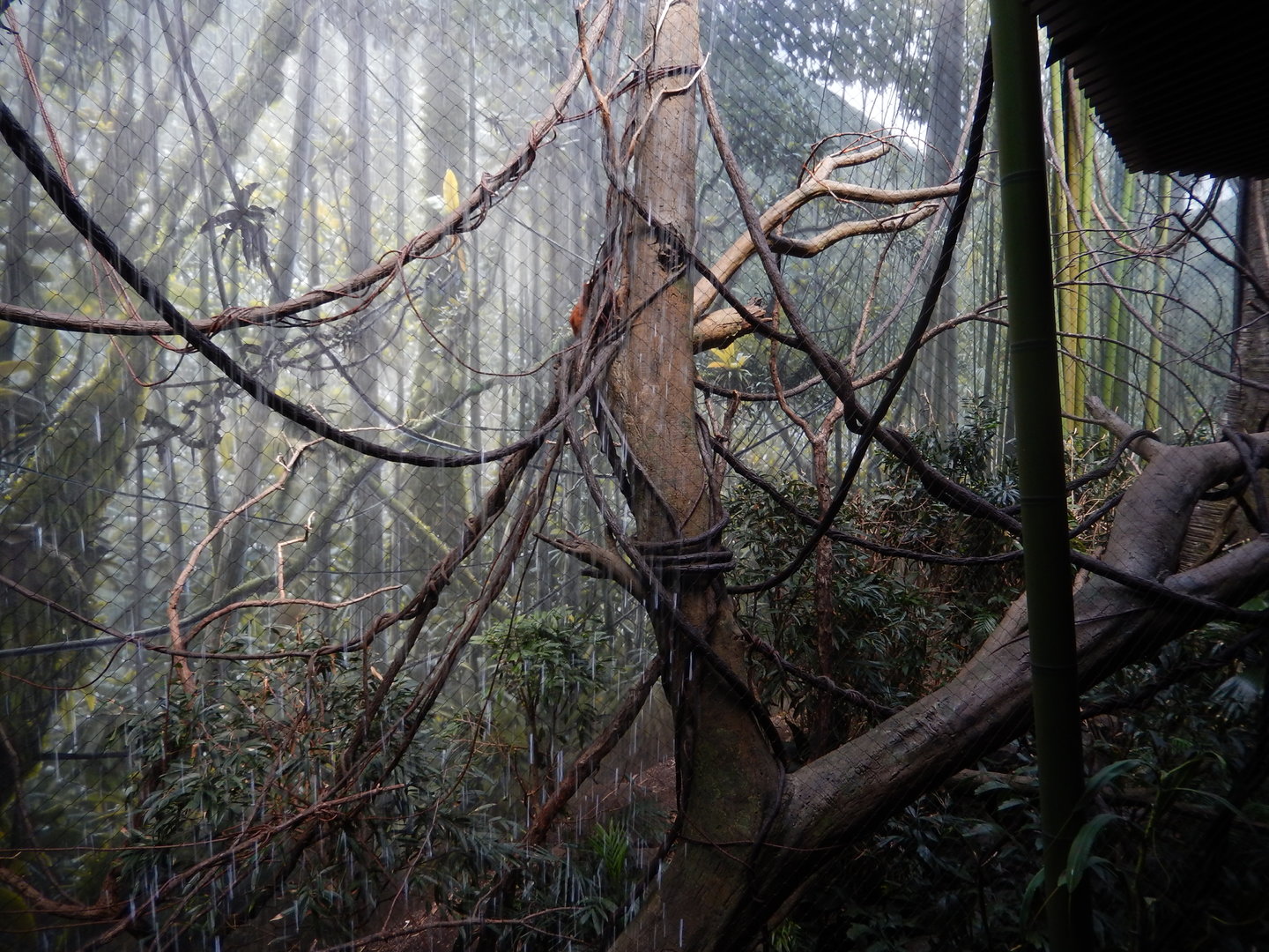 8/12/2022 - Red Ruffed Lemur Exhibit