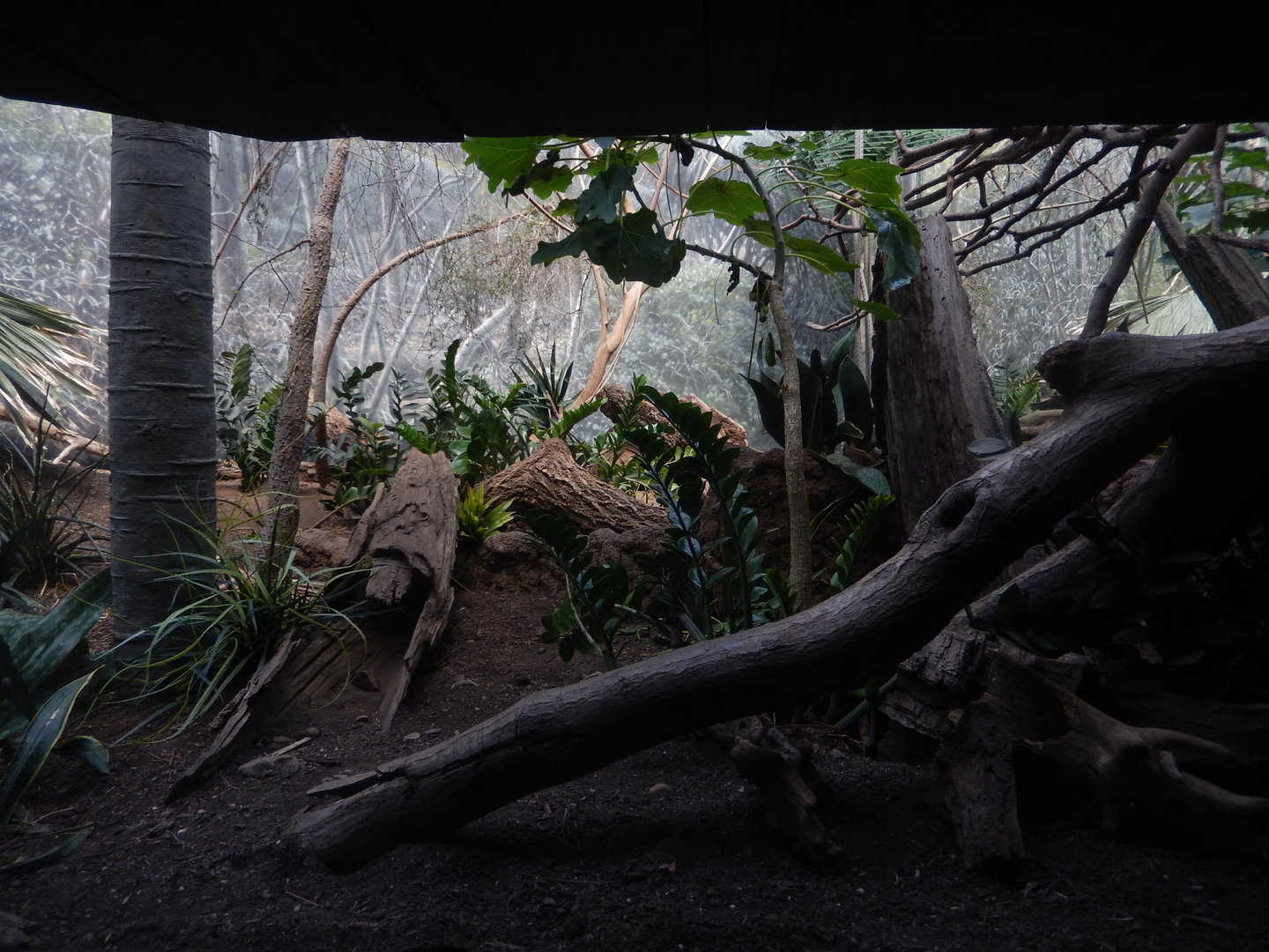 8/12/2022 - Ring-tailed Mongoose Exhibit