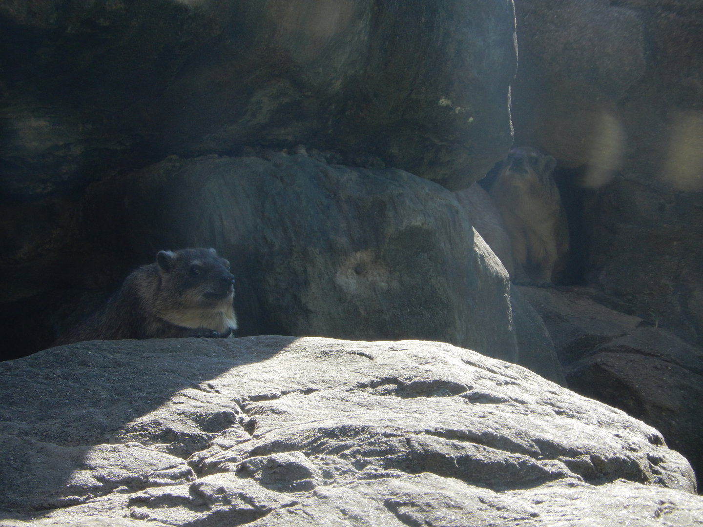 8/12/2022 - Rock Hyrax