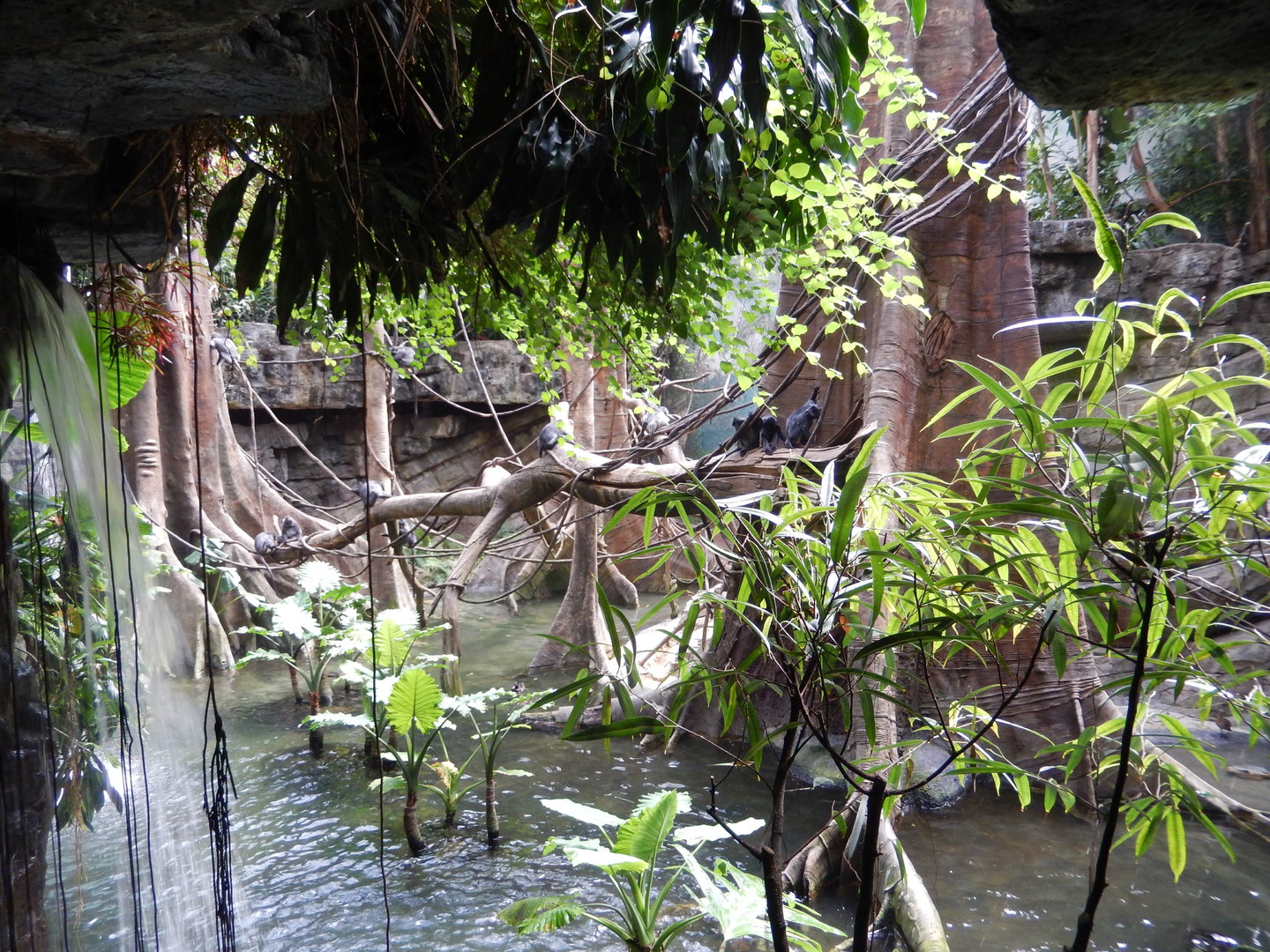 8/12/2022 - Silvery Lotung Habitat