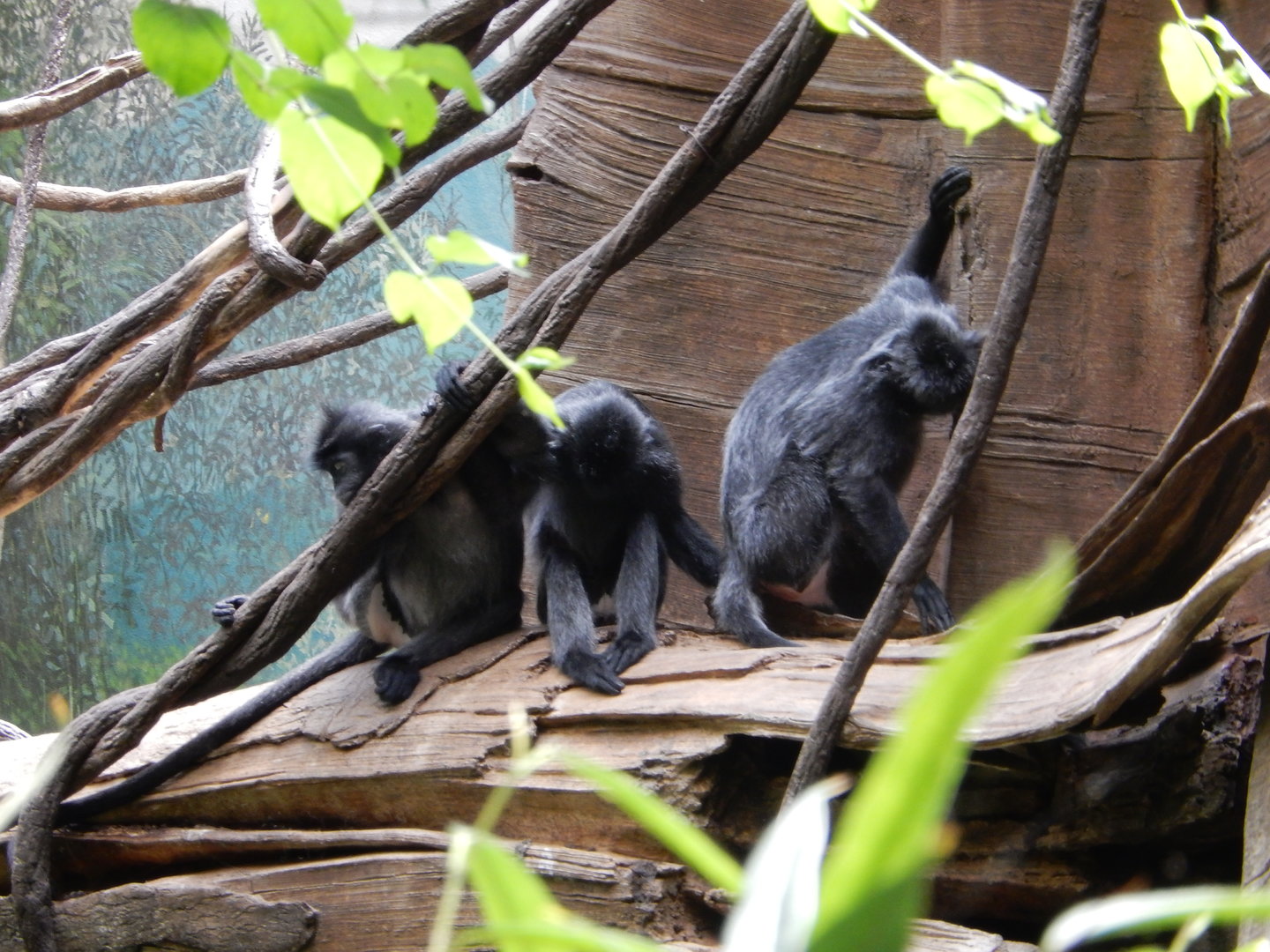 8/12/2022 - Silvery Lutungs