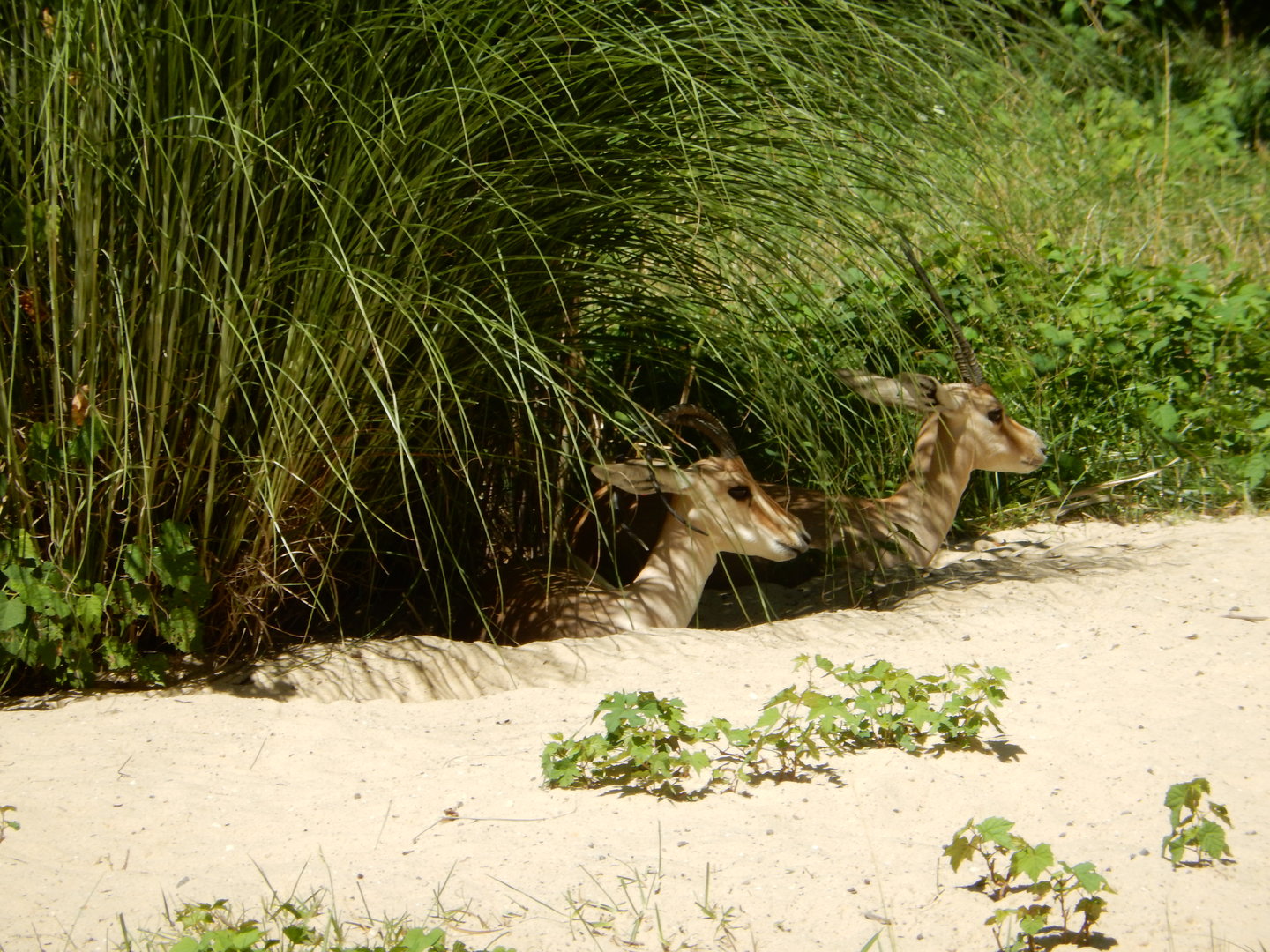 8/12/2022 - Slender-horned Gazelles