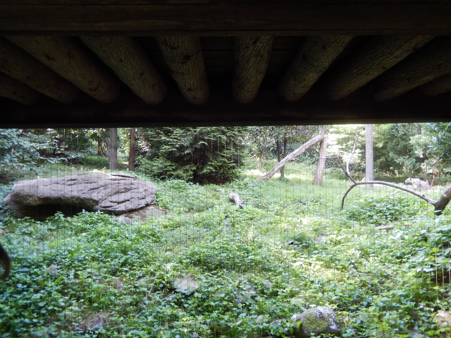 8/12/2022 - Snow Leopard Habitat #3