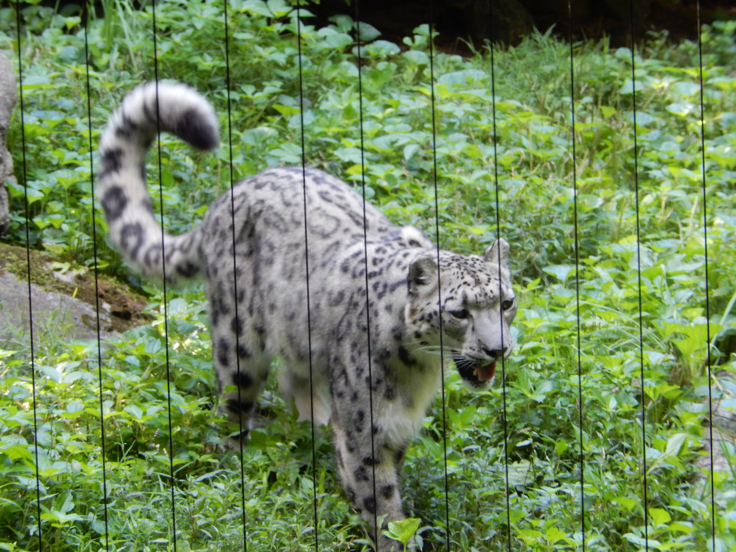 8/12/2022 - Snow Leopard