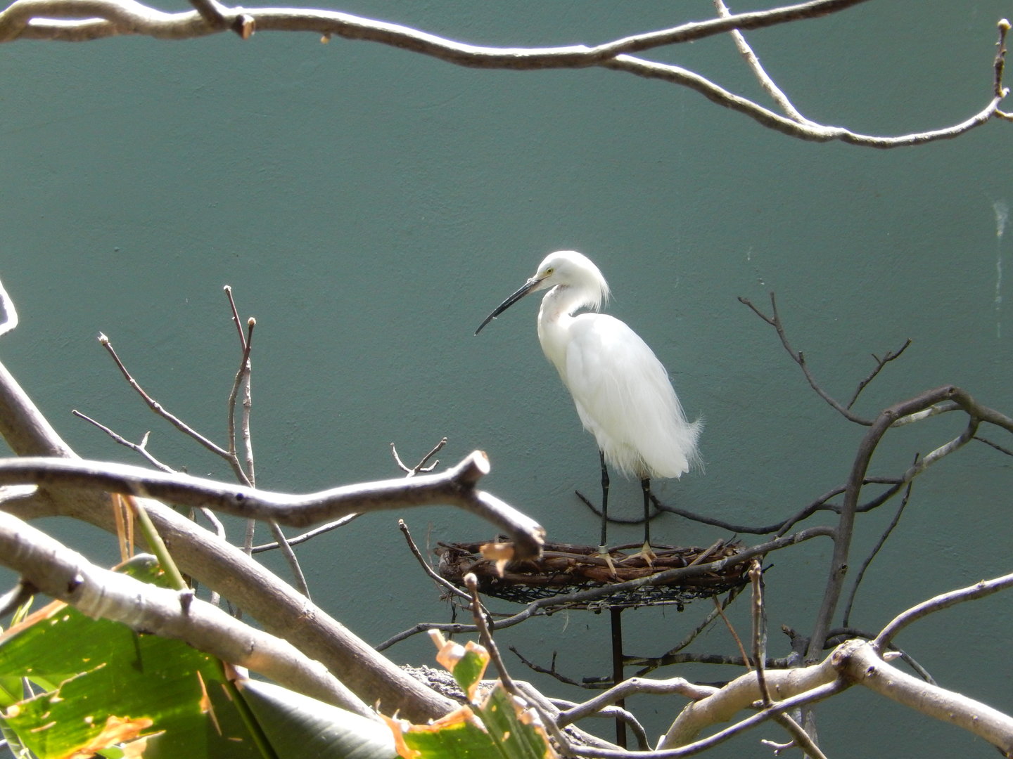 8/12/2022 - Snowy Egret