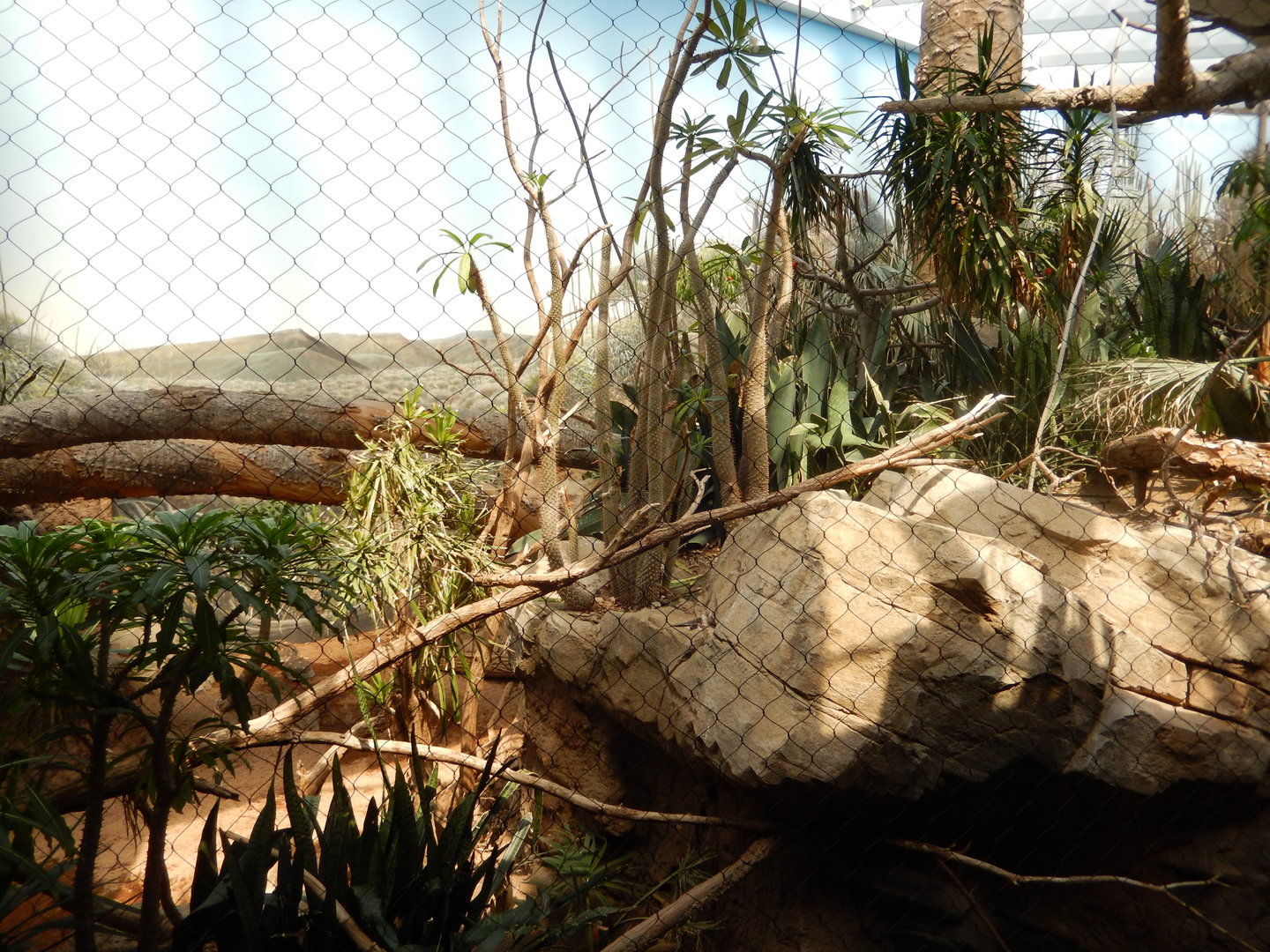 8/12/2022 - Spiny Forest Exhibit
