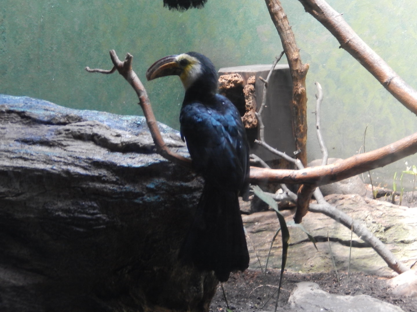 8/12/2022 - Sulawesi Hornbill