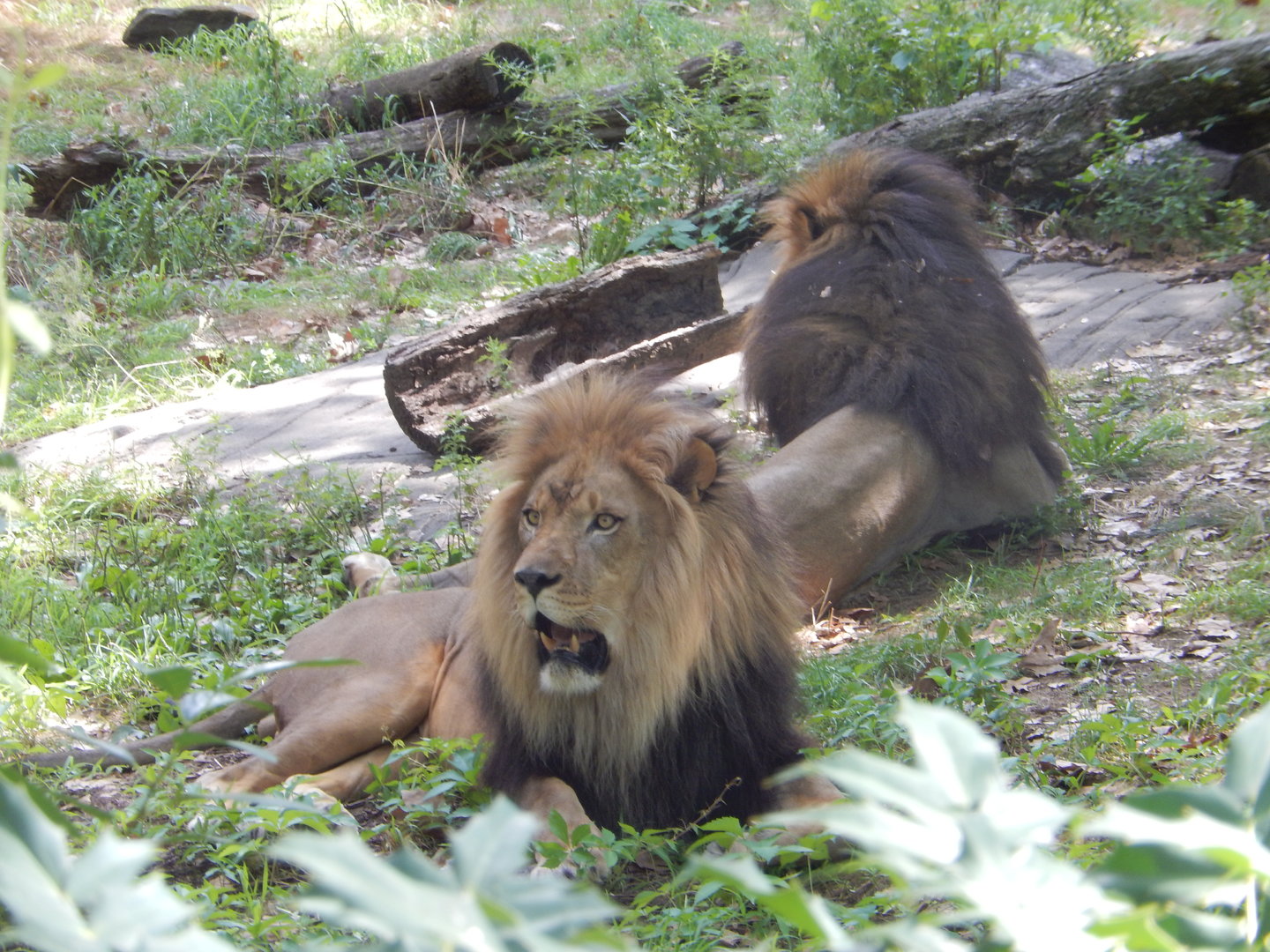 8/12/2022 - The Lion Bros.