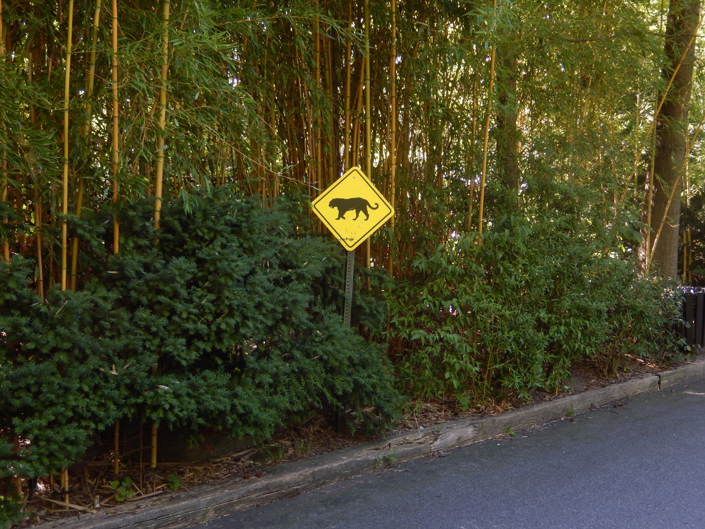 8/12/2022 - Tiger Crossing