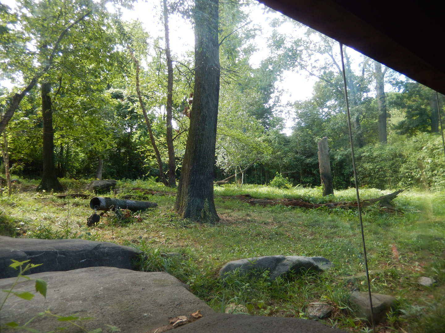 8/12/2022 - Tiger Habitat #1