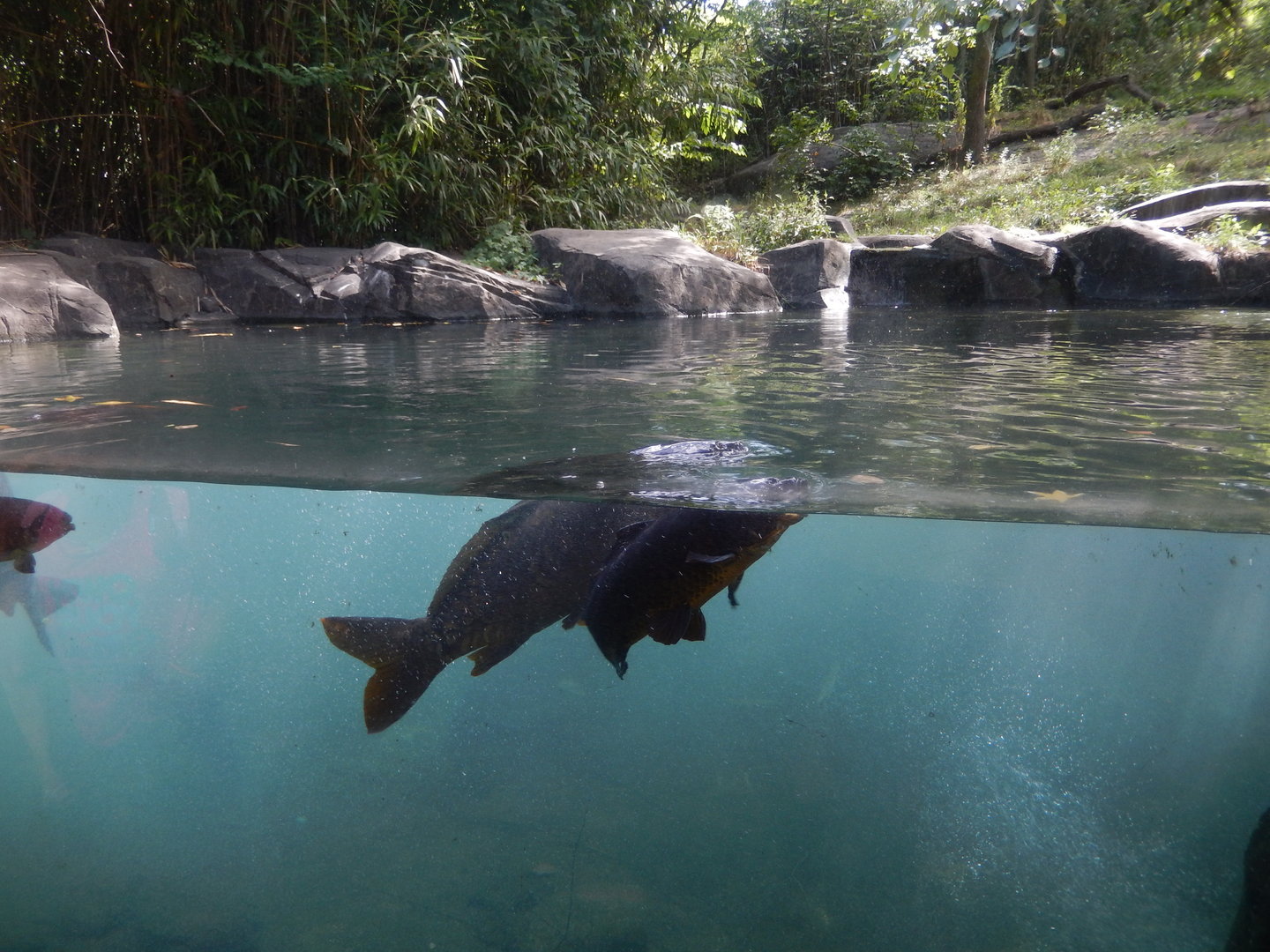 8/12/2022 - Tiger Pool