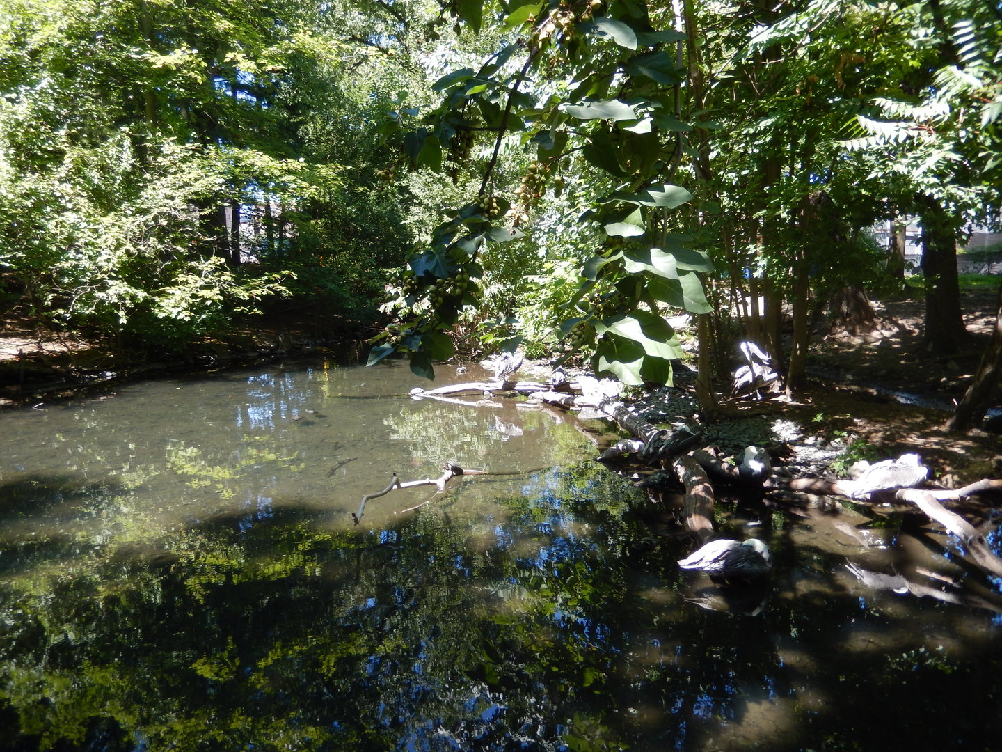 8/12/2022 - Waterfowl Exhibit