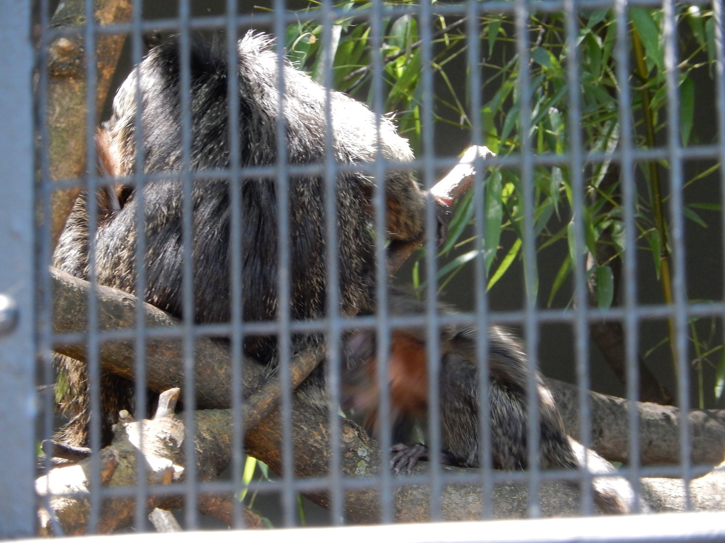8/12/2022 - White-Eared Titi Monkey Mom & Baby