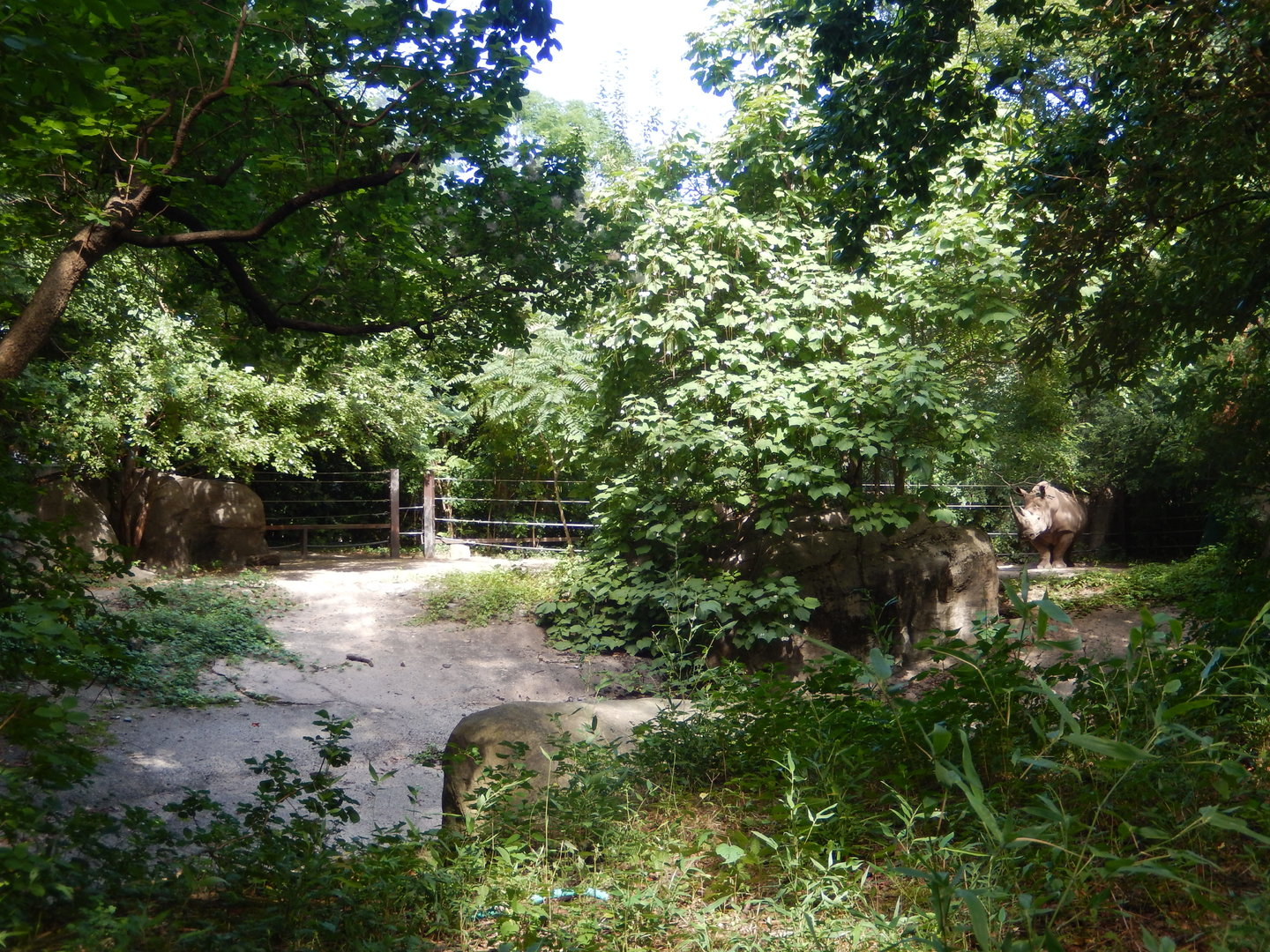 8/12/2022 - White Rhino Habitat - Poolside View