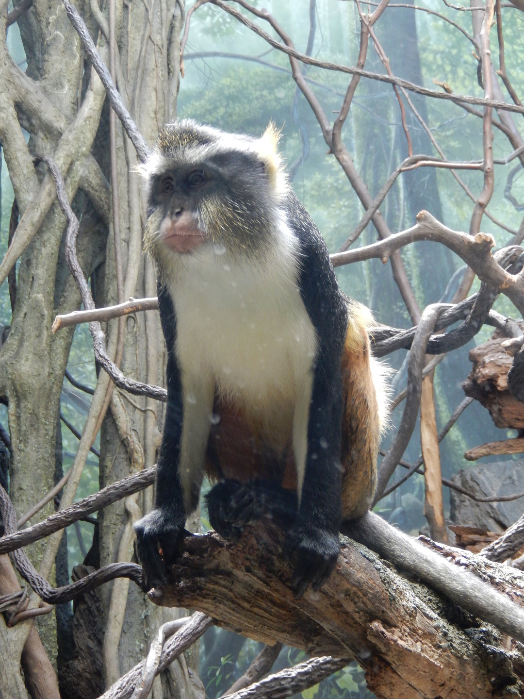 8/12/2022 - Wolf's Guenon