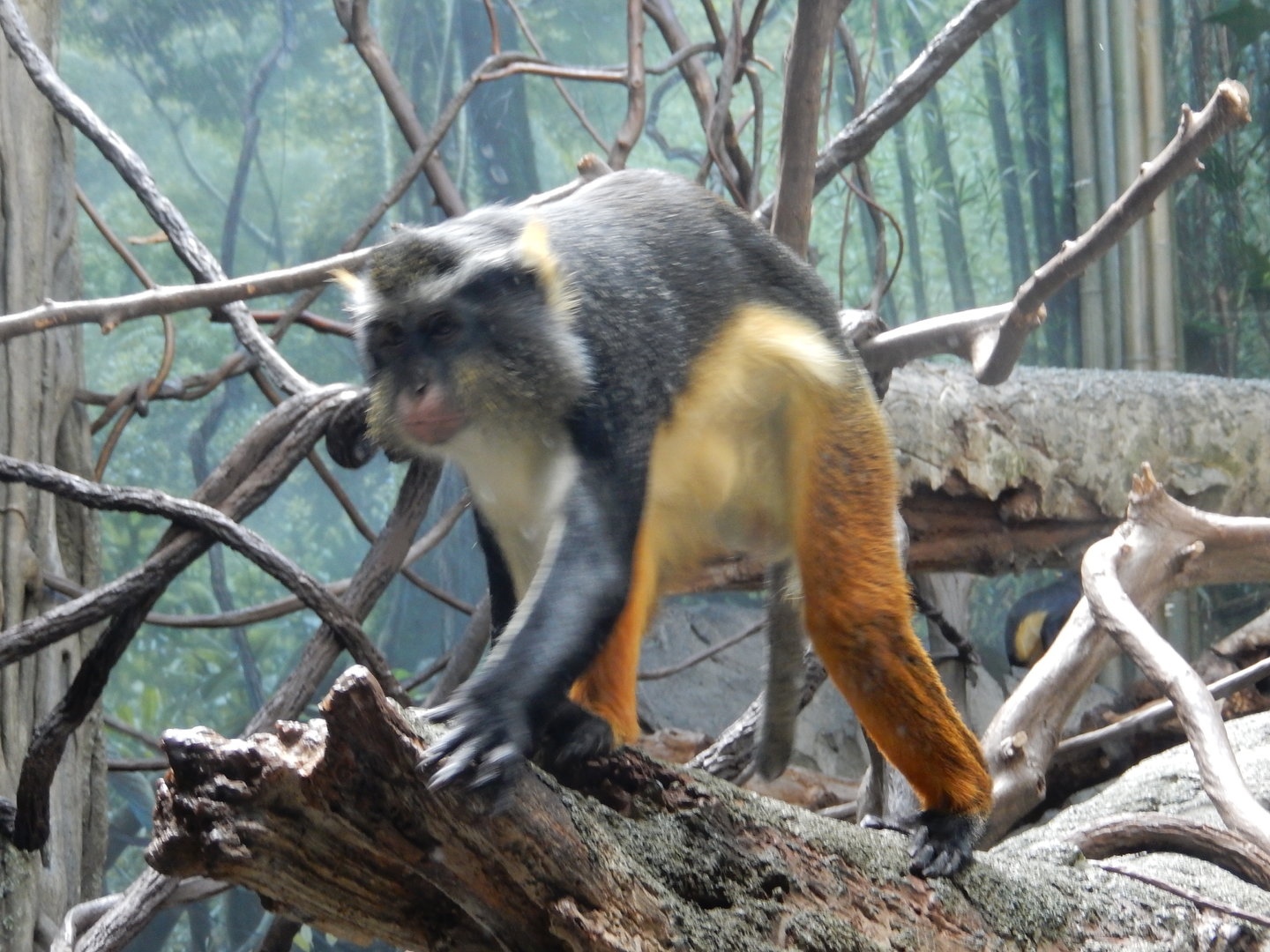 8/12/2022 - Wolf's Guenon