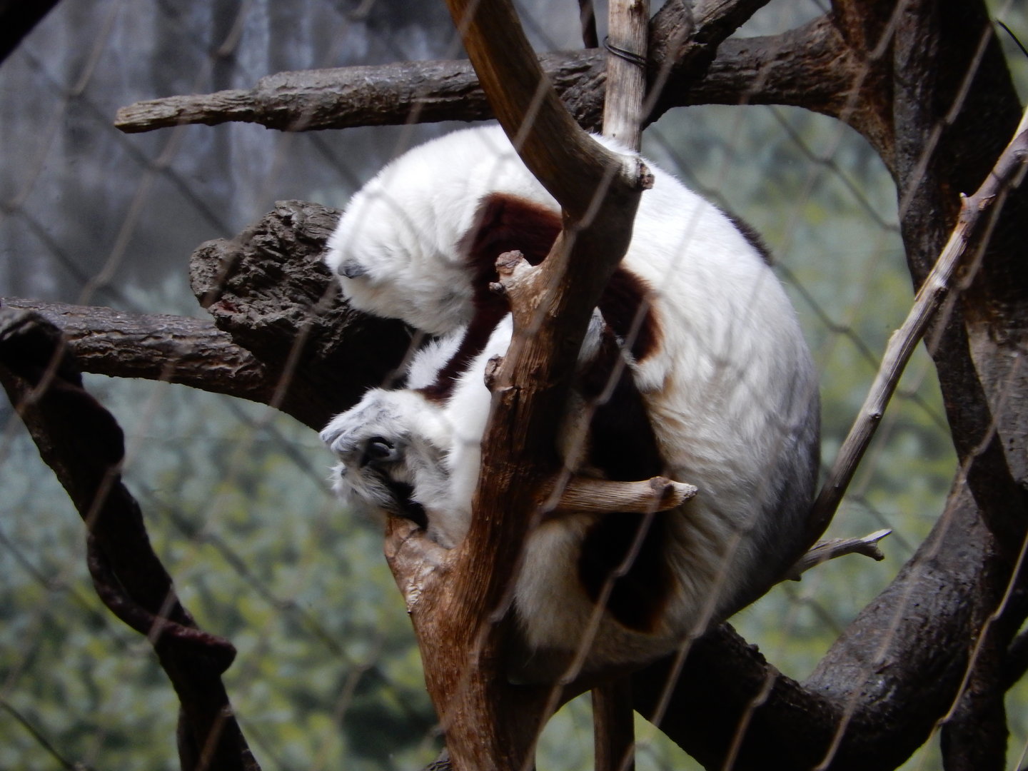 8/12/2022 - Zoboomafoo?