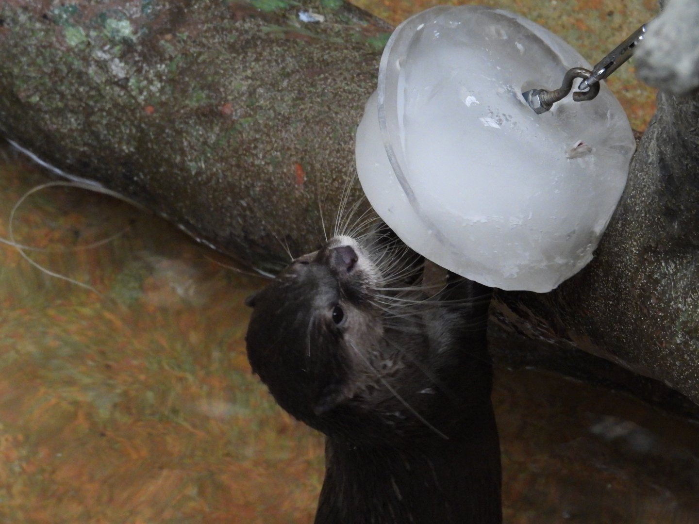 8/12/25 - Asian Small-Clawed Otter (Aonyx cinereus)