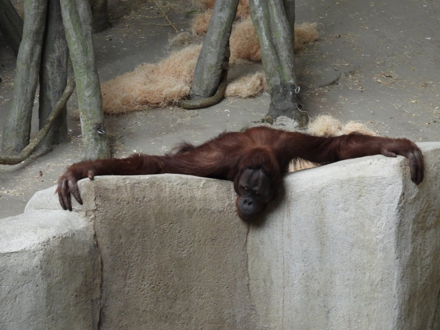 8/12/25 - Bornean Orangutan (Pongo pygmaeus)