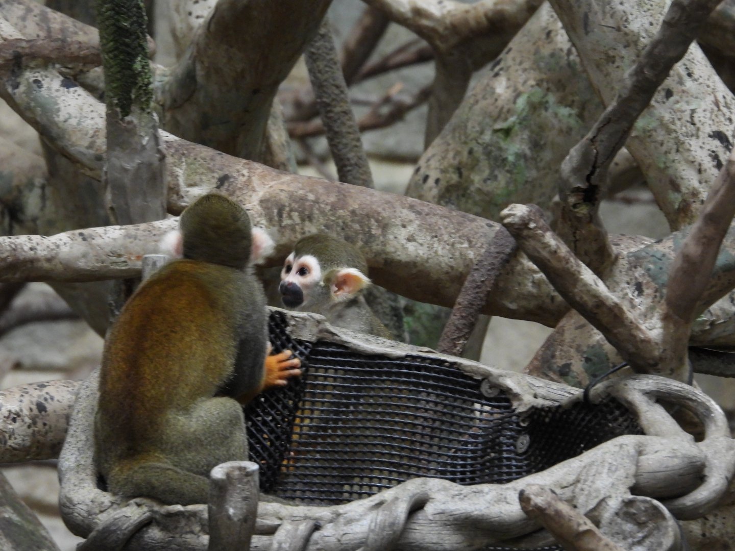 8/12/25 - Common Squirrel Monkey (Saimiri sciureus)