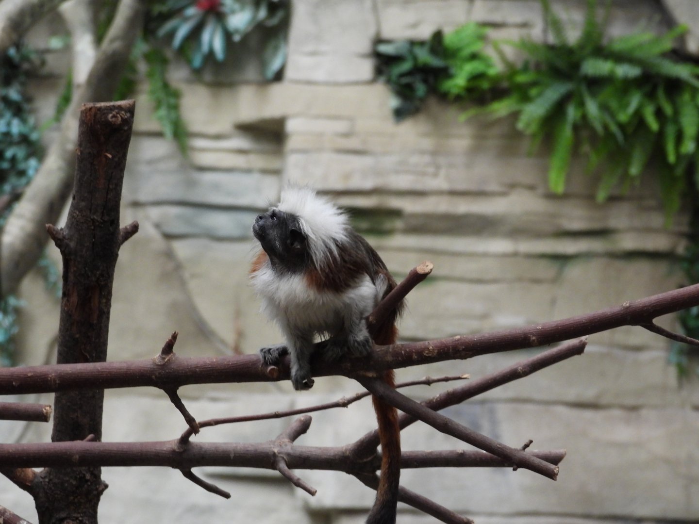 8/12/25 - Cotton-Top Tamarin (Saguinus oedipus)
