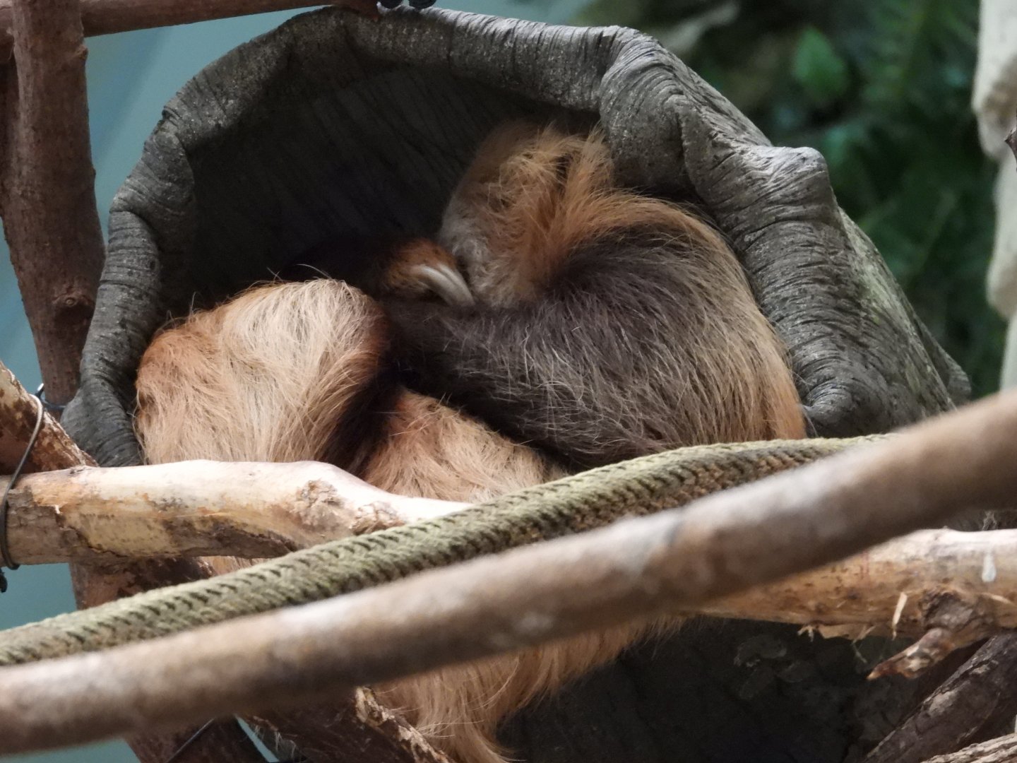 8/12/25 - Hoffmann's Two-Toed Sloth (Choloepus hoffmanni)