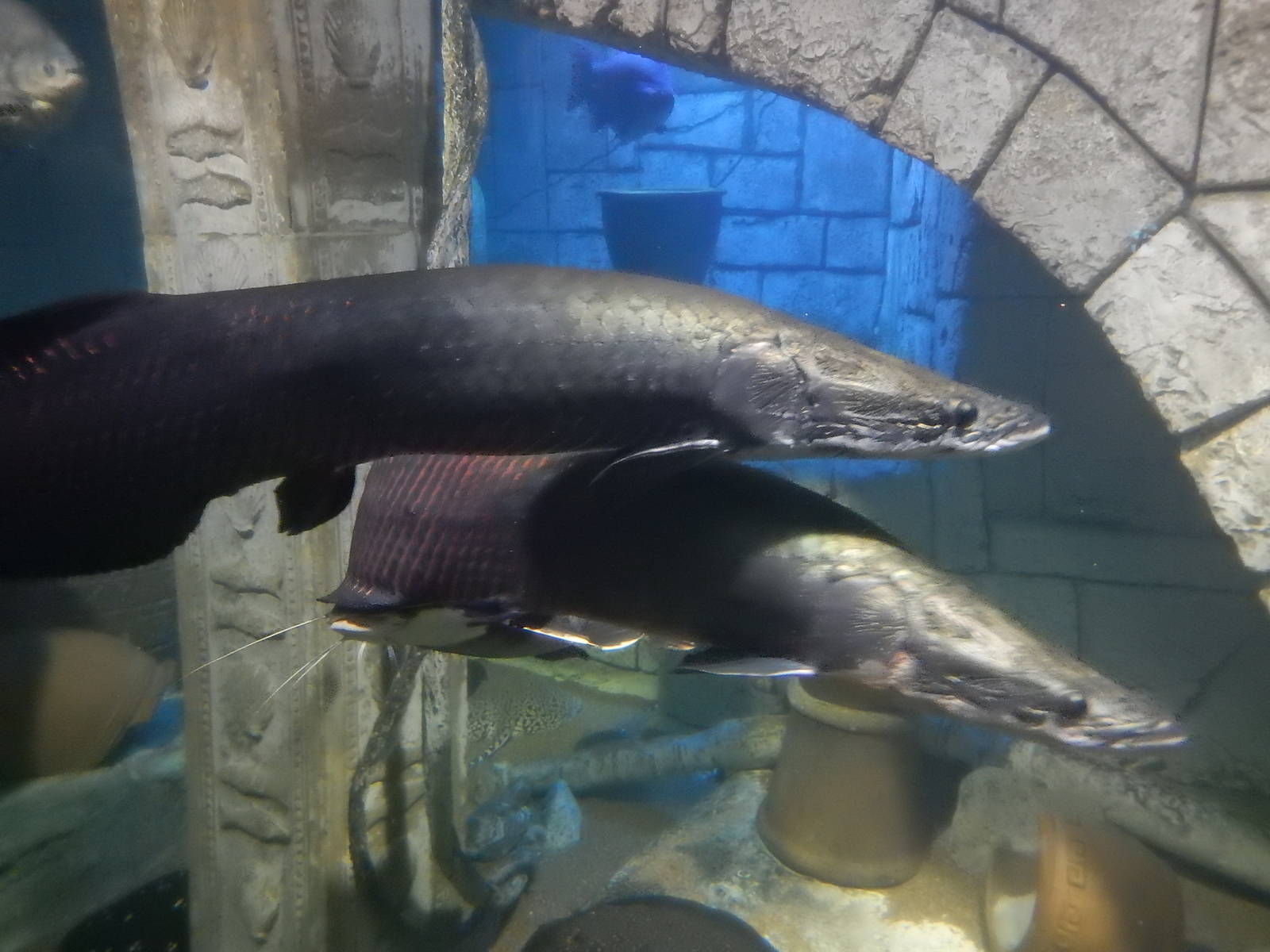 8/13/2015 - Arapaimas