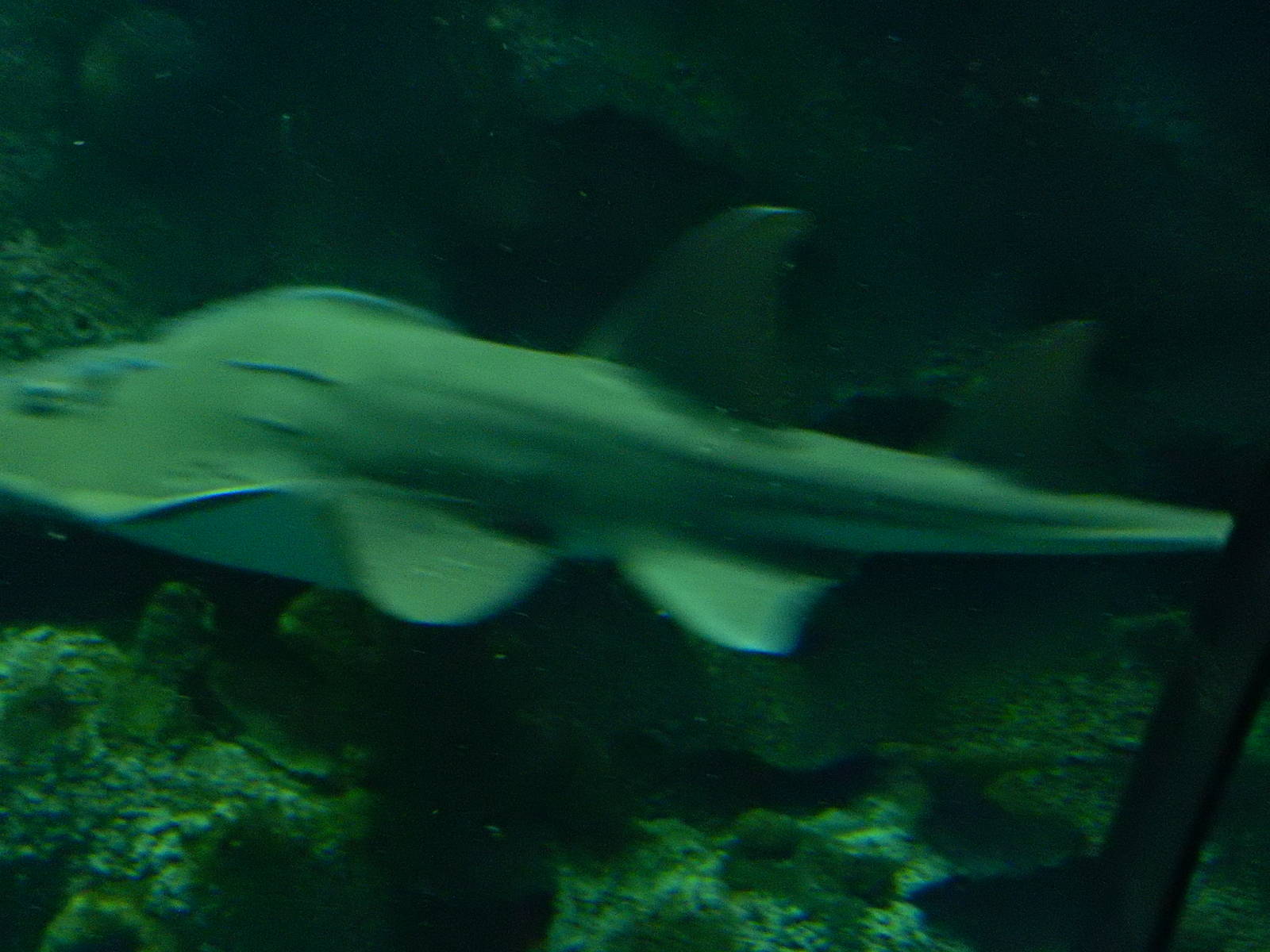 8/13/2015 - Bowmouth Guitarfish