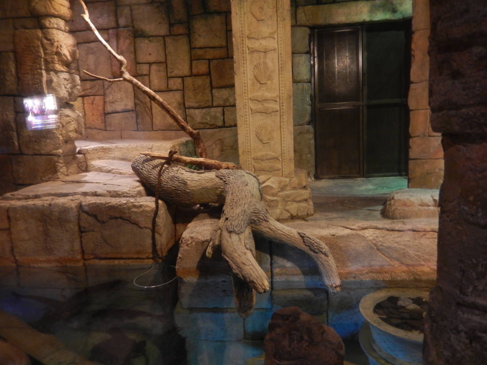 8/13/2015 - Burmese Python/Arowana/Fly River Turtle Terrarium