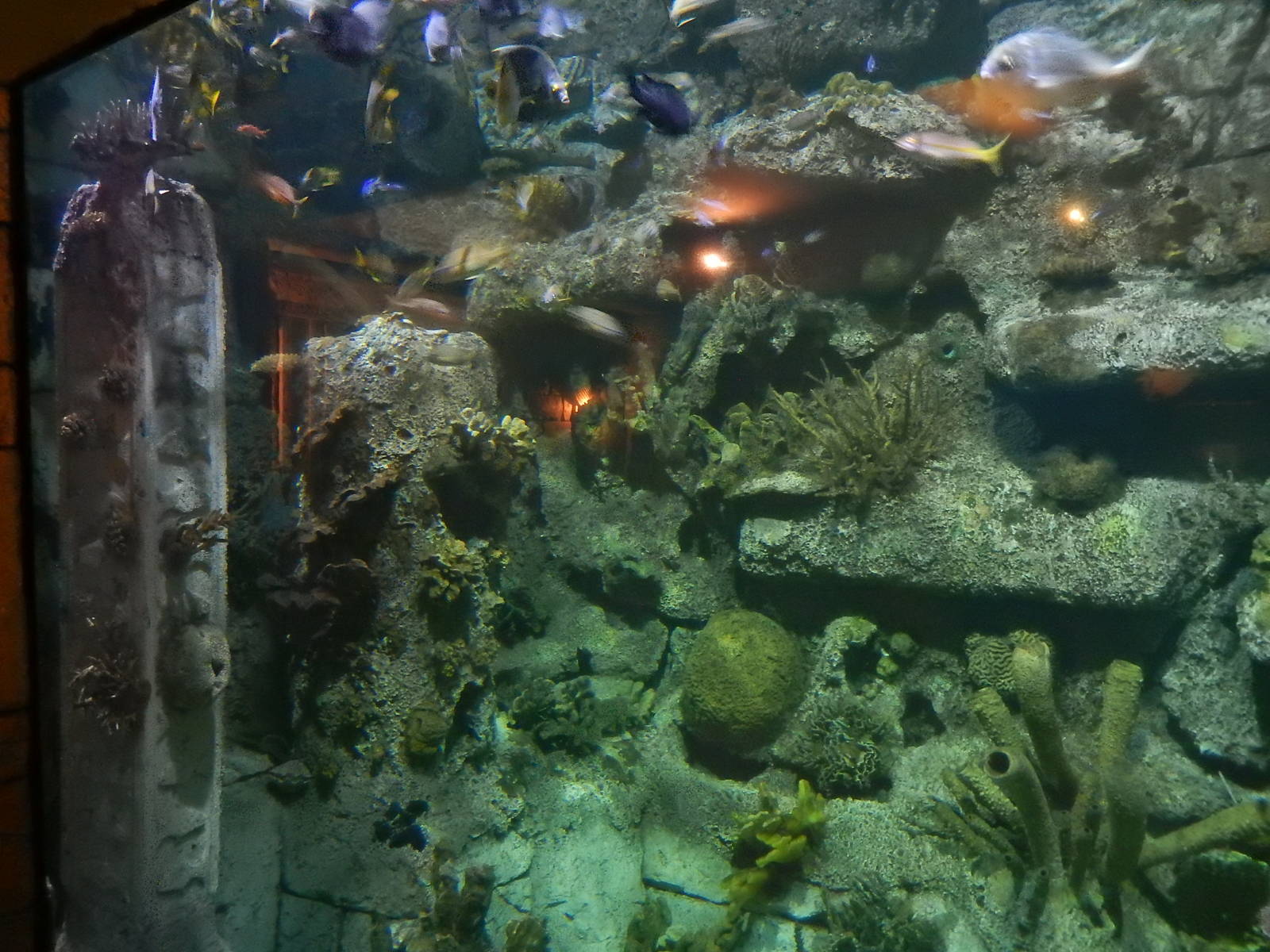 8/13/2015 - Caribbean Reef Tank