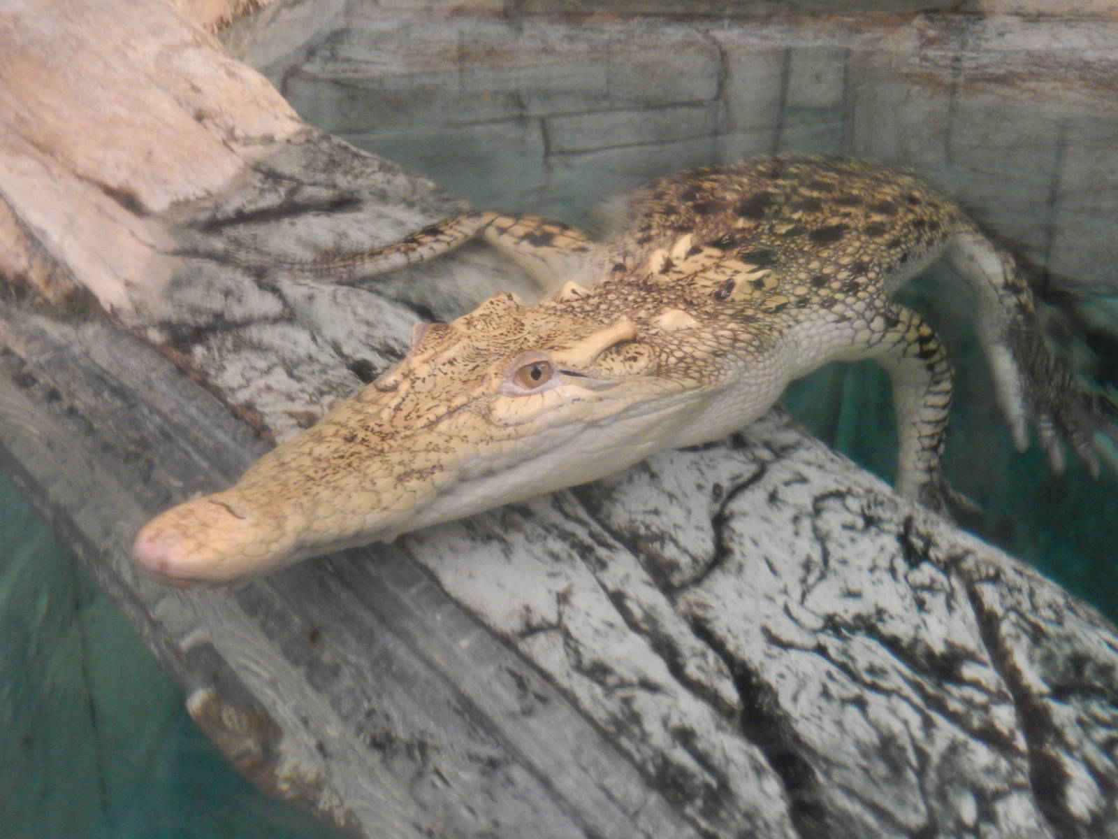 8/13/2015 - Golden Crocodile