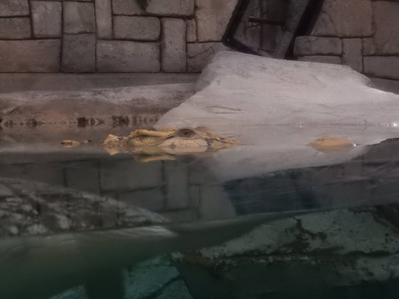 8/13/2015 - Golden Crocodile