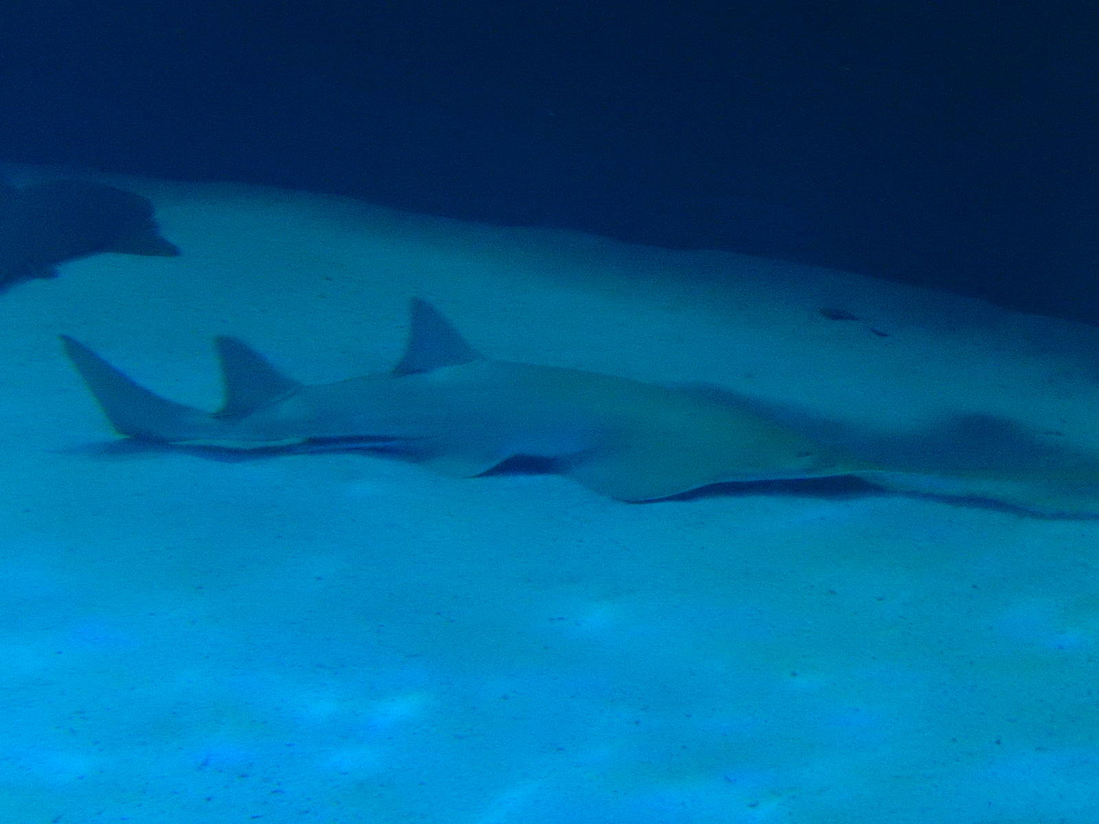 8/13/2015 - Green Sawfish