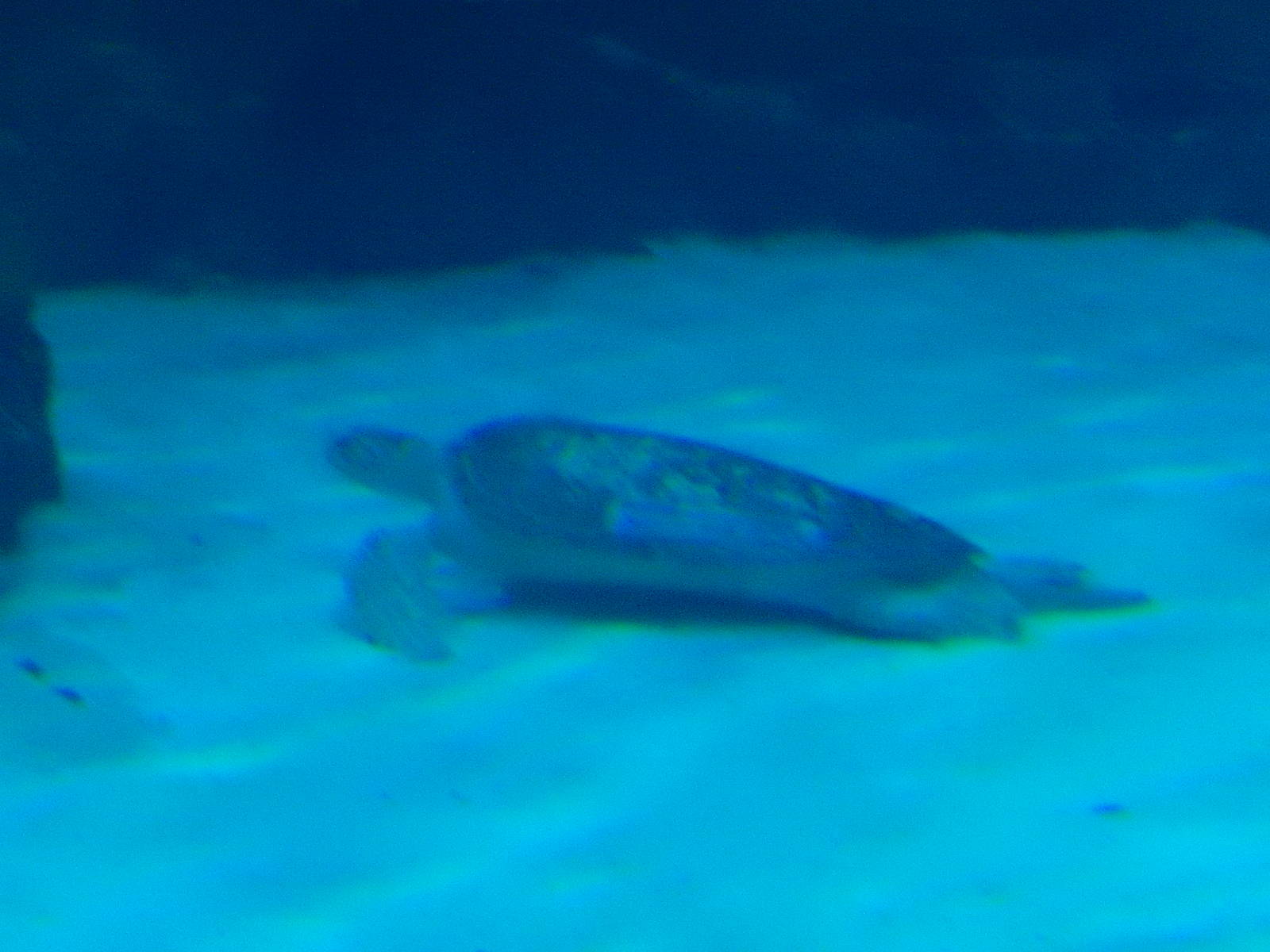 8/13/2015 - Green Sea Turtle