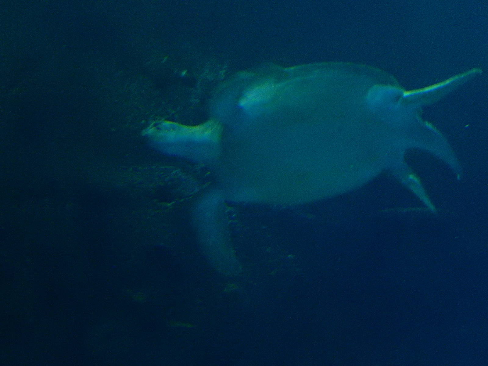 8/13/2015 - Green Sea Turtle