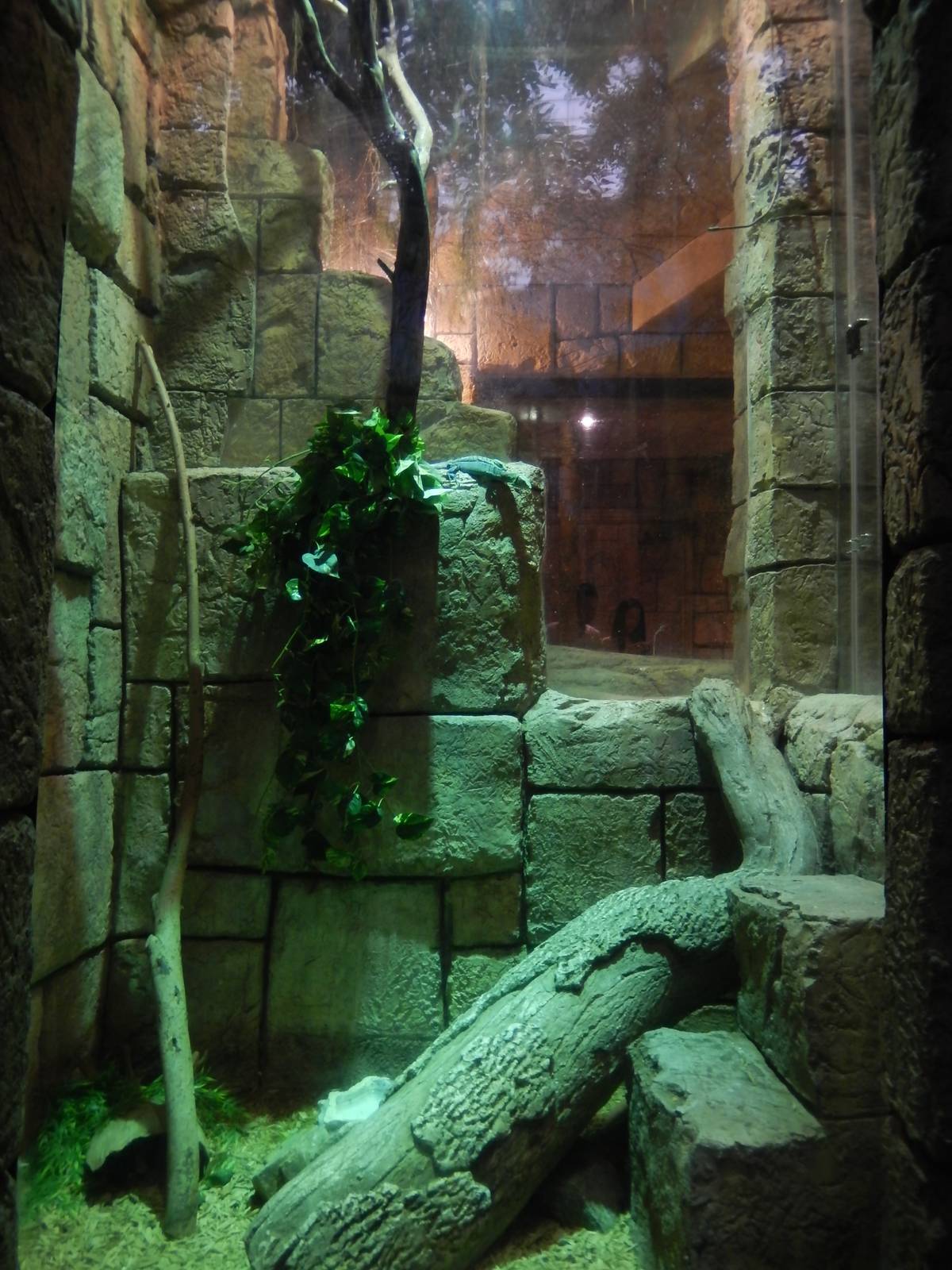 8/13/2015 - Green Tree Monitor Terrarium