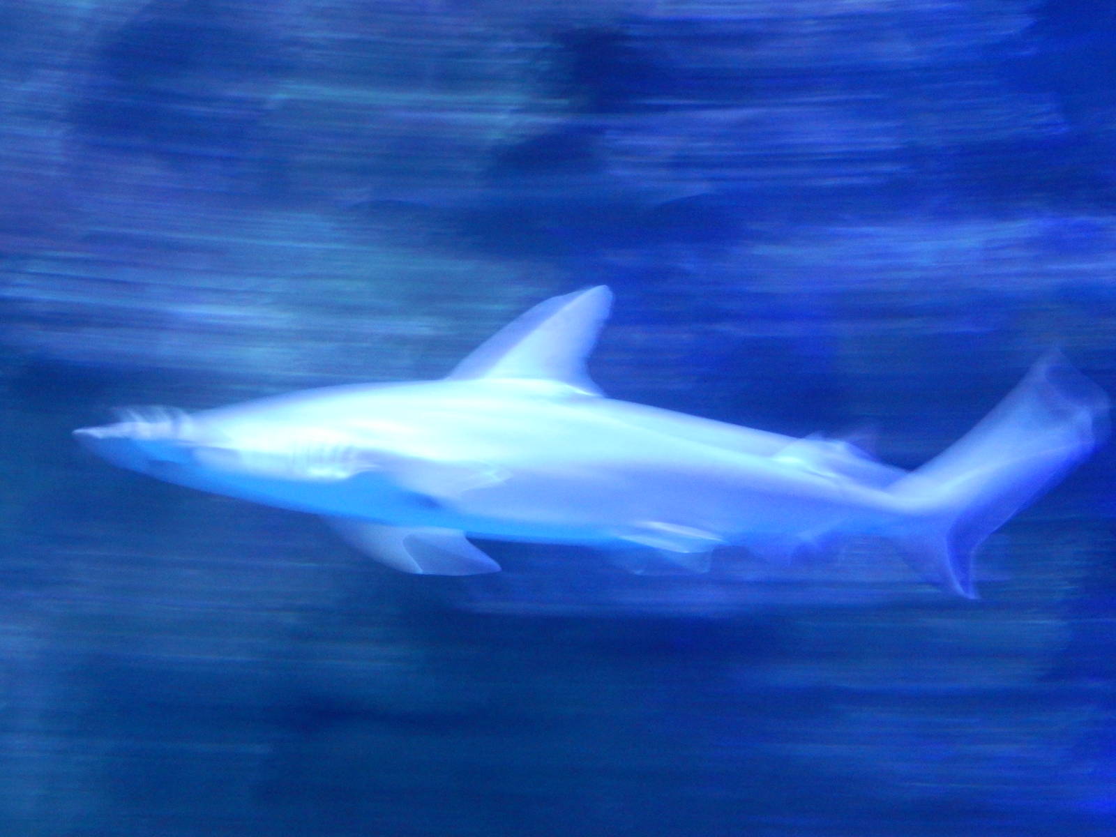 8/13/2015 - Hammerhead Shark (Exact Species?)