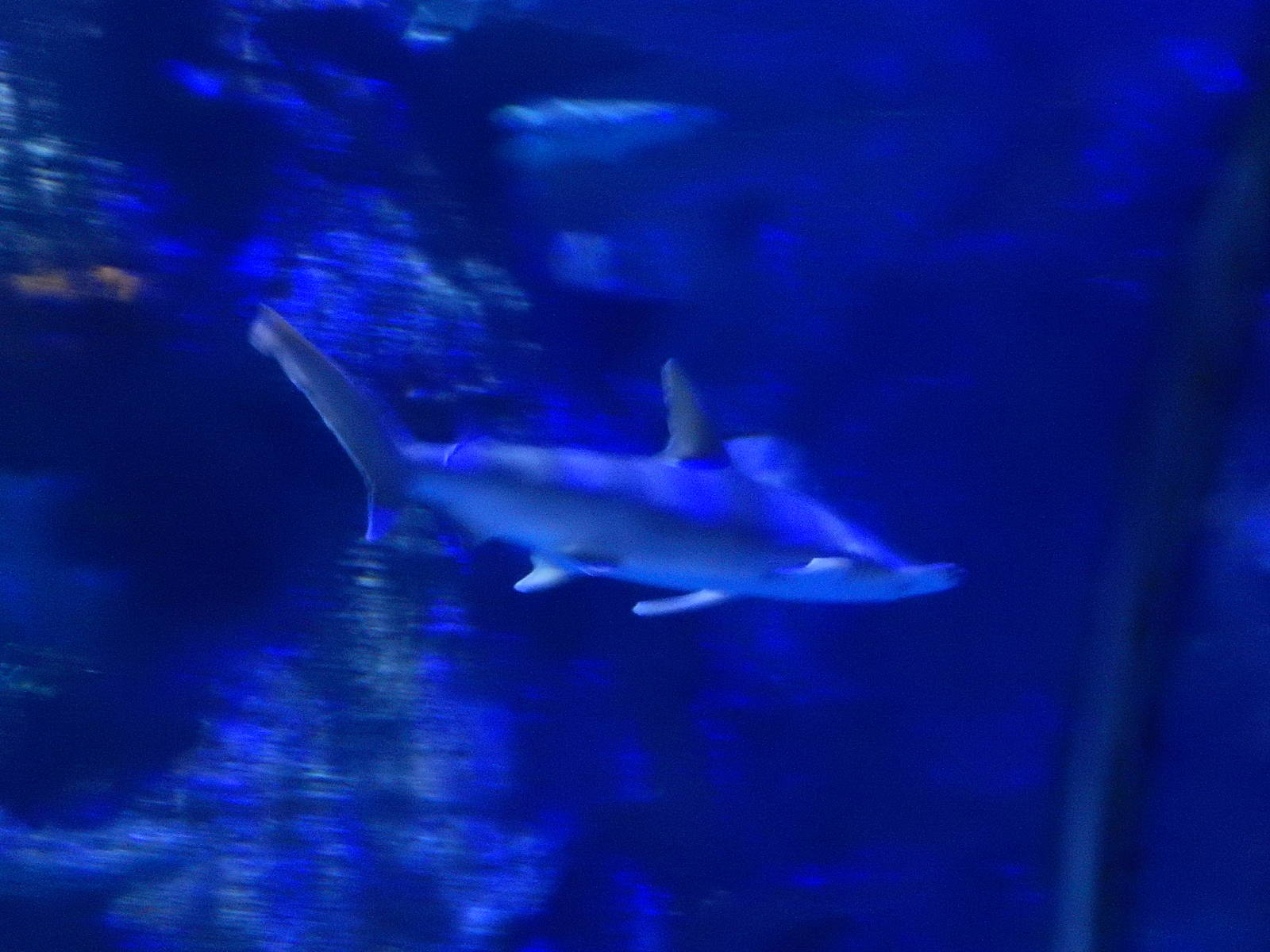 8/13/2015 - Hammerhead Shark (Exact Species?)