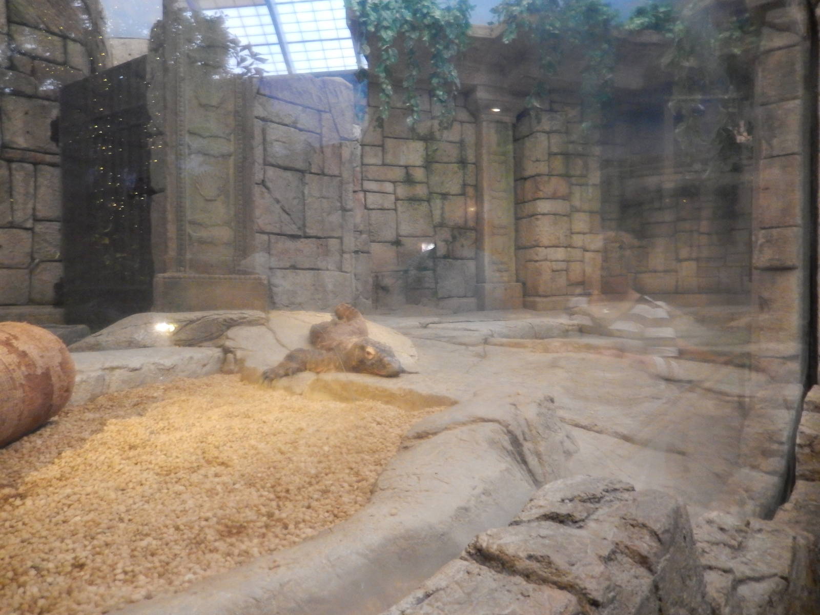 8/13/2015 - Komodo Dragon Exhibit