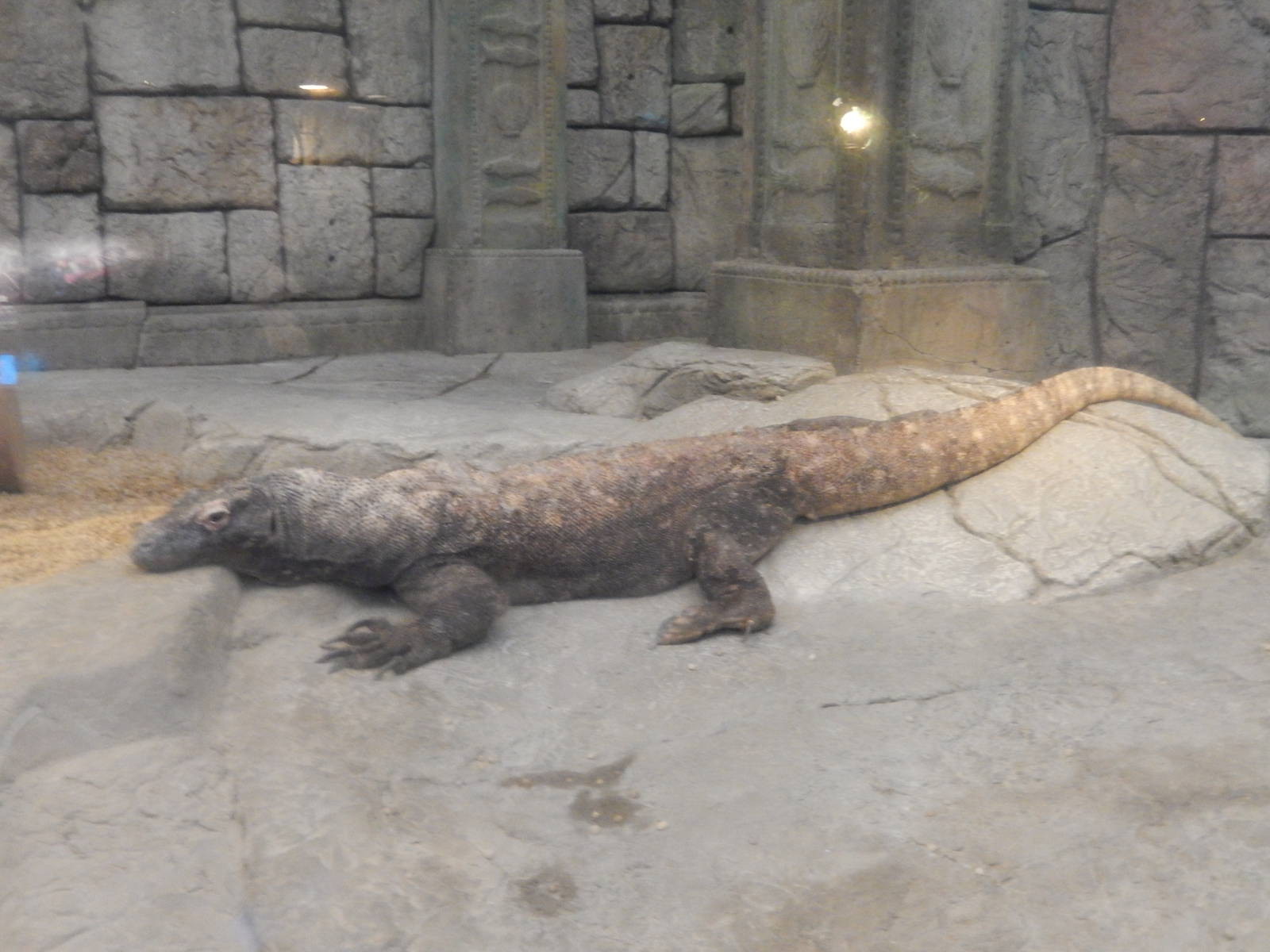 8/13/2015 - Komodo Dragon