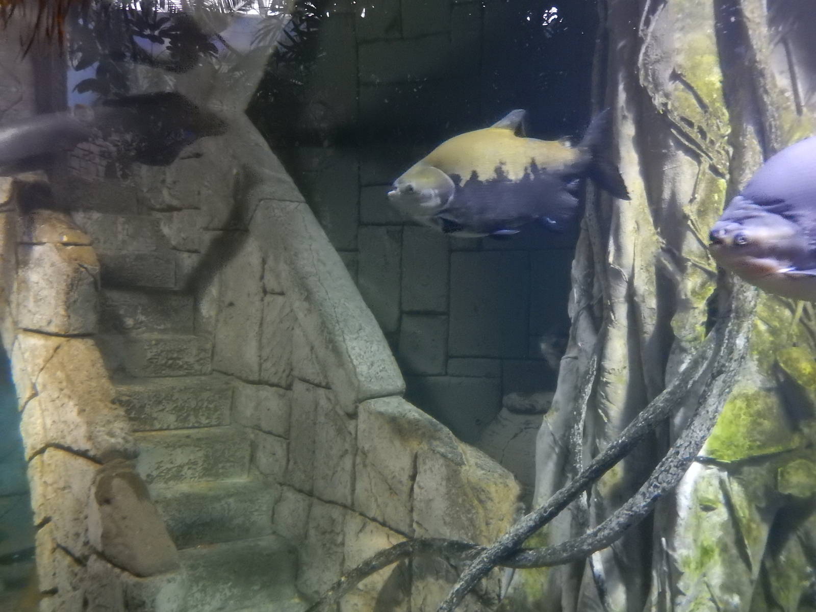 8/13/2015 - Pacu/Arapaima/Razorback Catfish/Motoro Stingray Tank