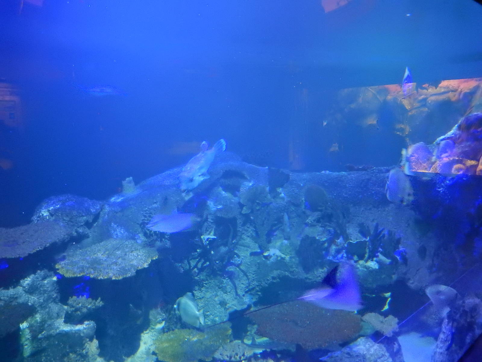 8/13/2015 - Reef Sharks Tank