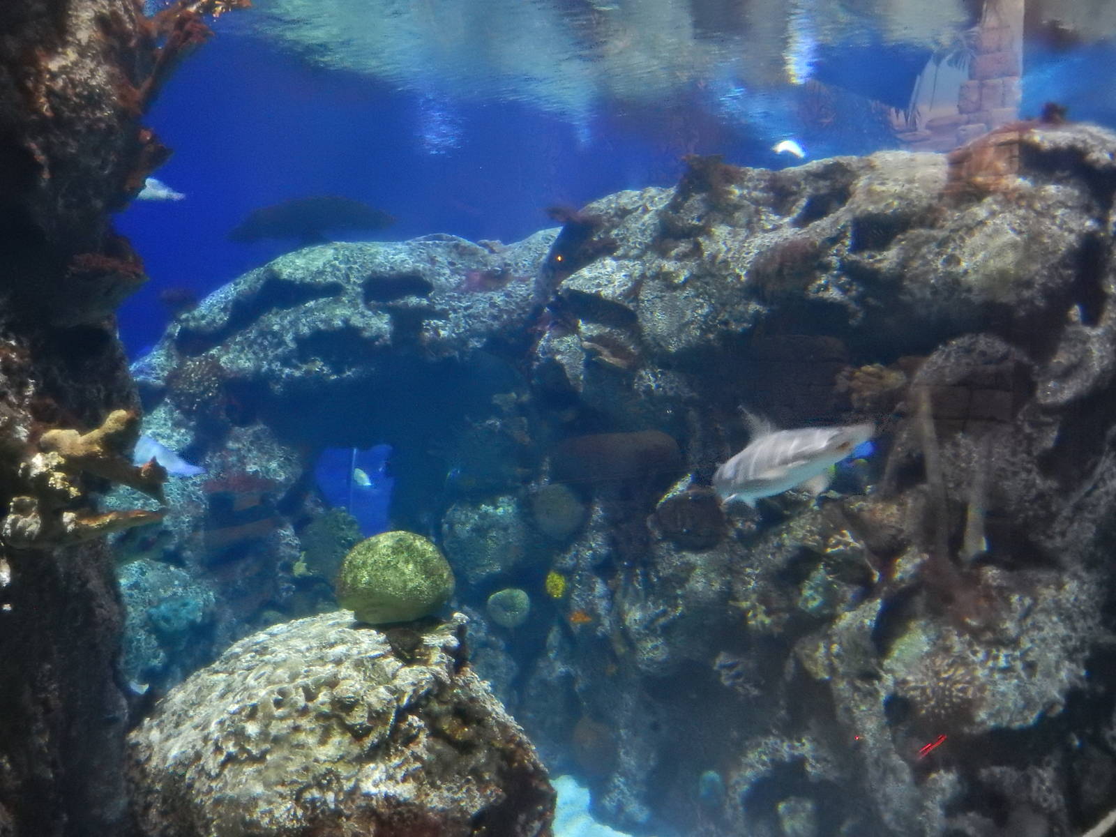 8/13/2015 - Reef Tank