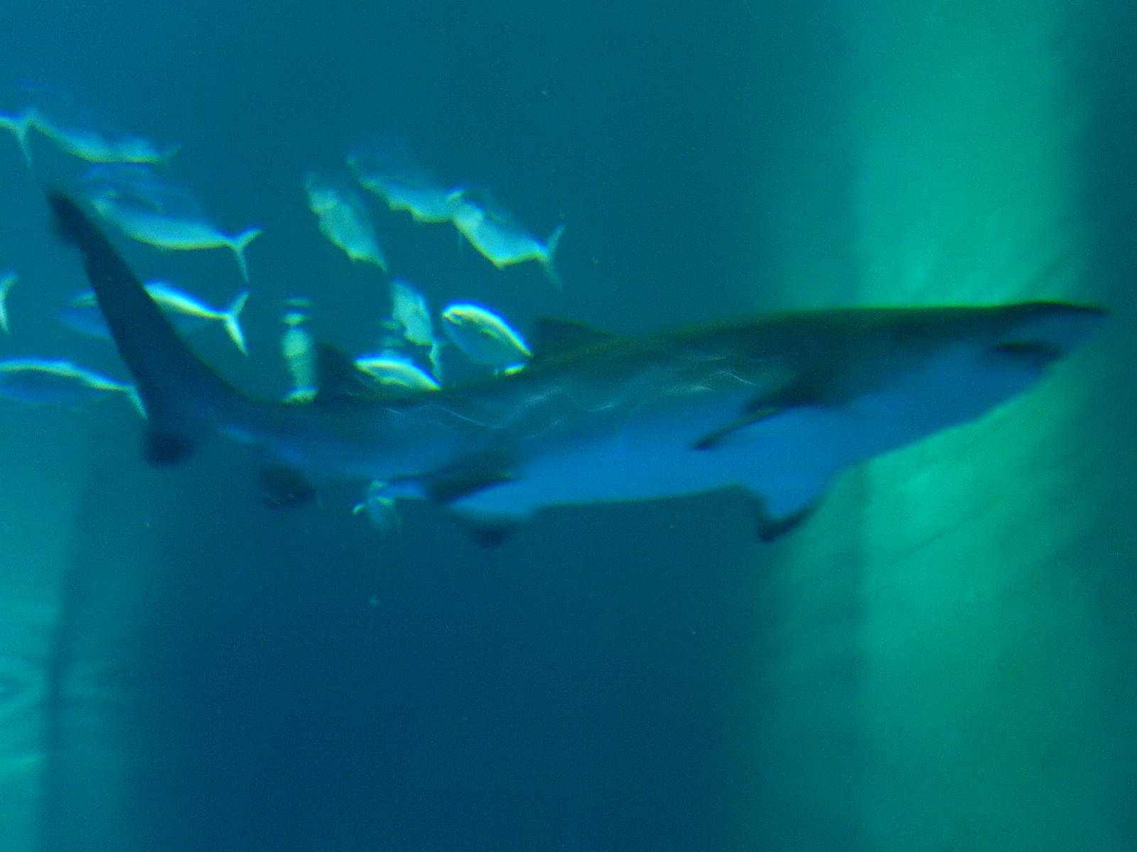 8/13/2015 - Sand Tiger Shark