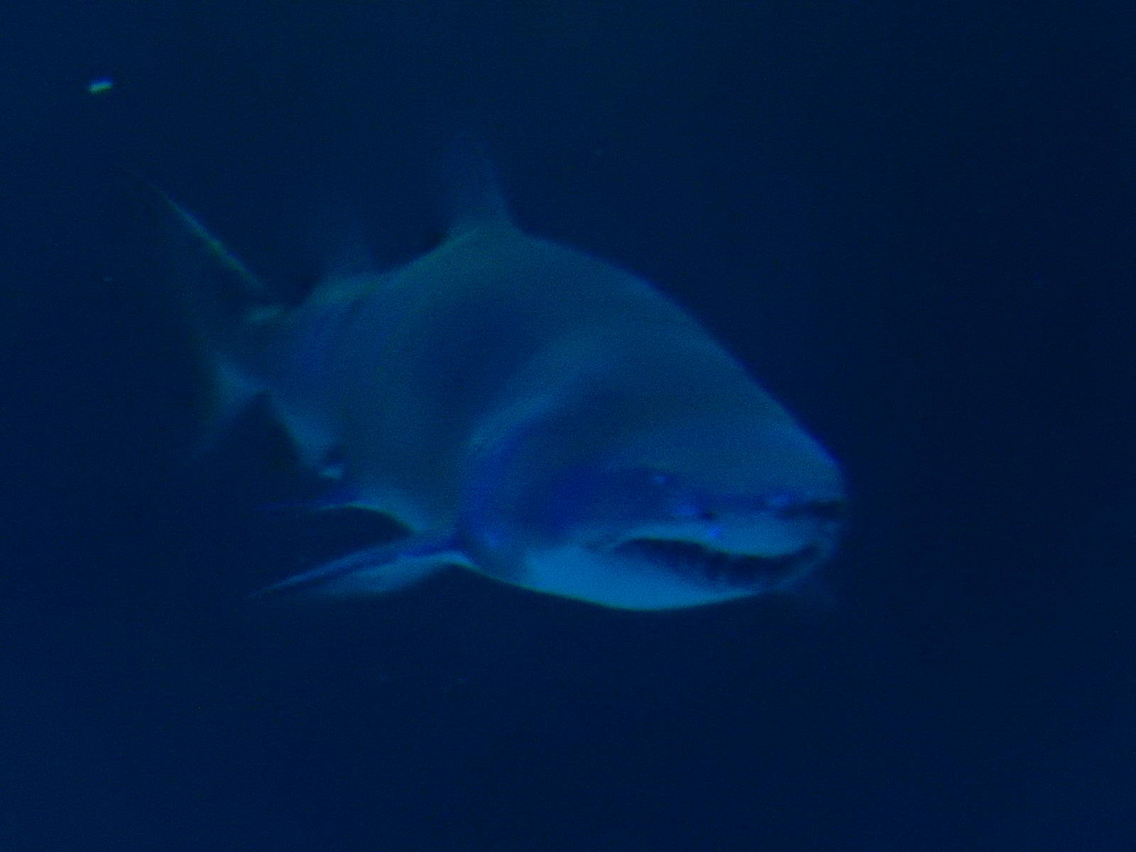 8/13/2015 - Sand Tiger Shark
