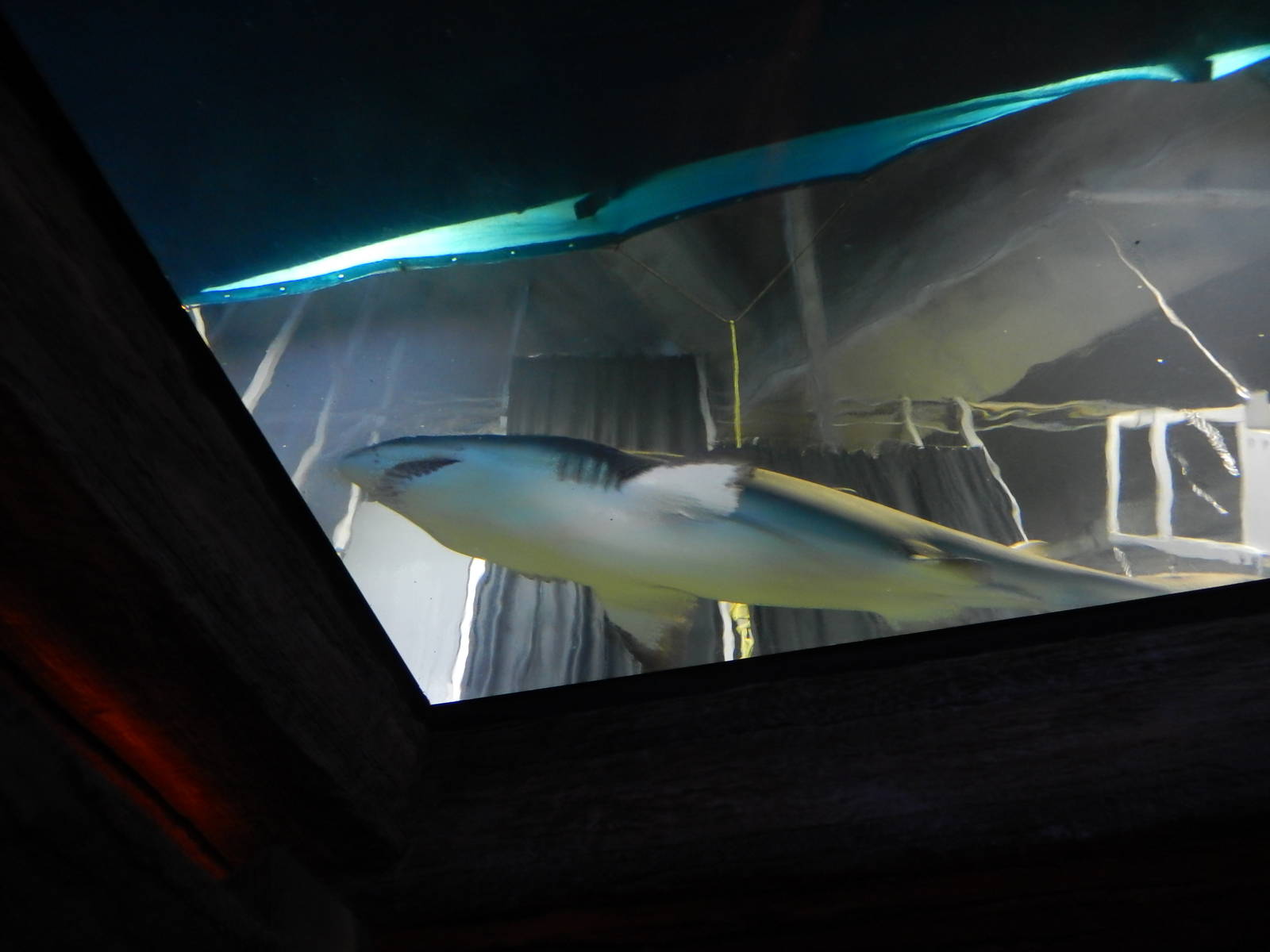 8/13/2015 - Sand Tiger Shark