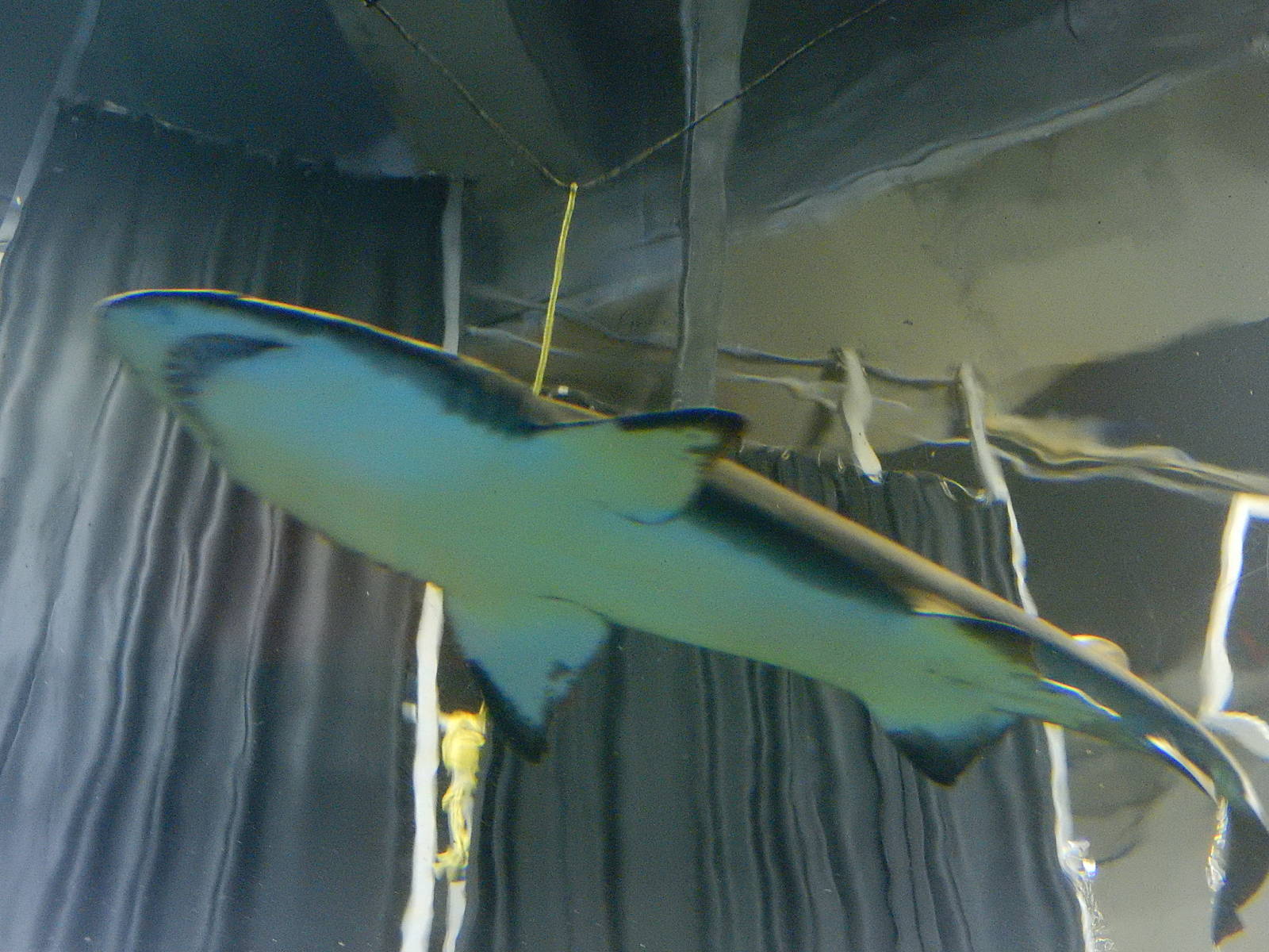 8/13/2015 - Sand Tiger Shark