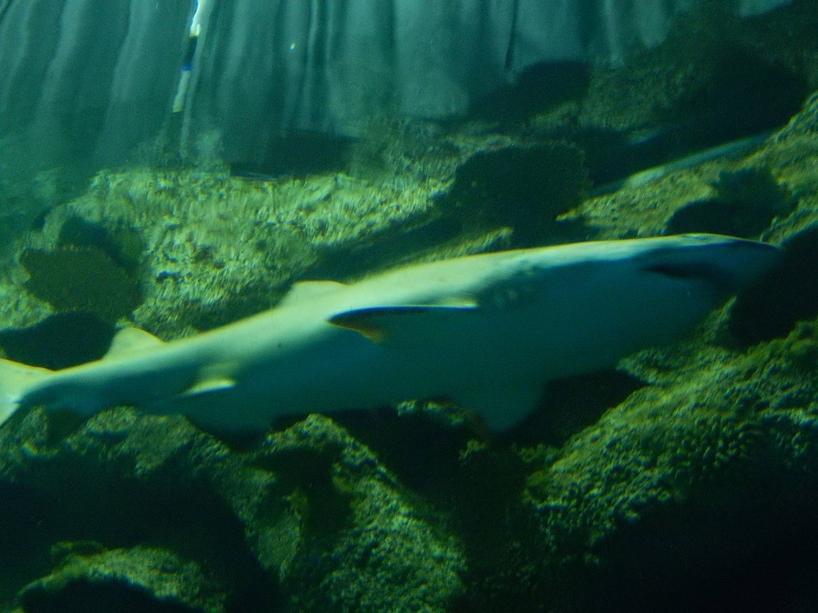 8/13/2015 - Sand Tiger Shark
