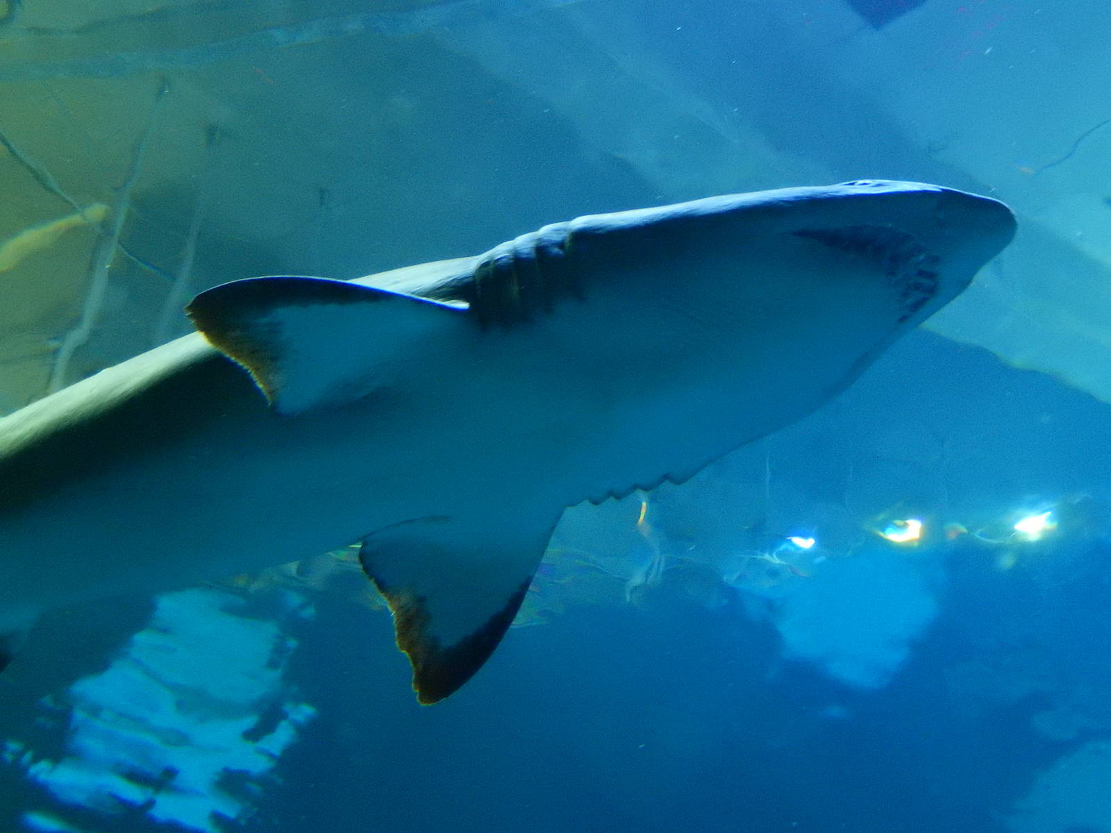 8/13/2015 - Sand Tiger Shark