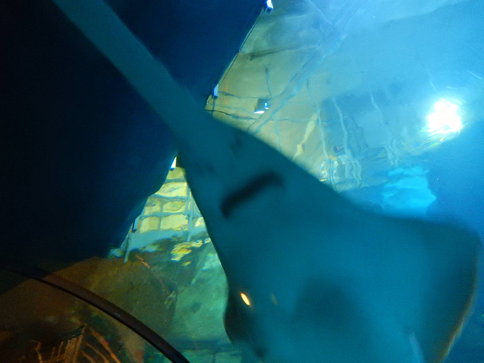 8/13/2015 - Sawfish Overhead